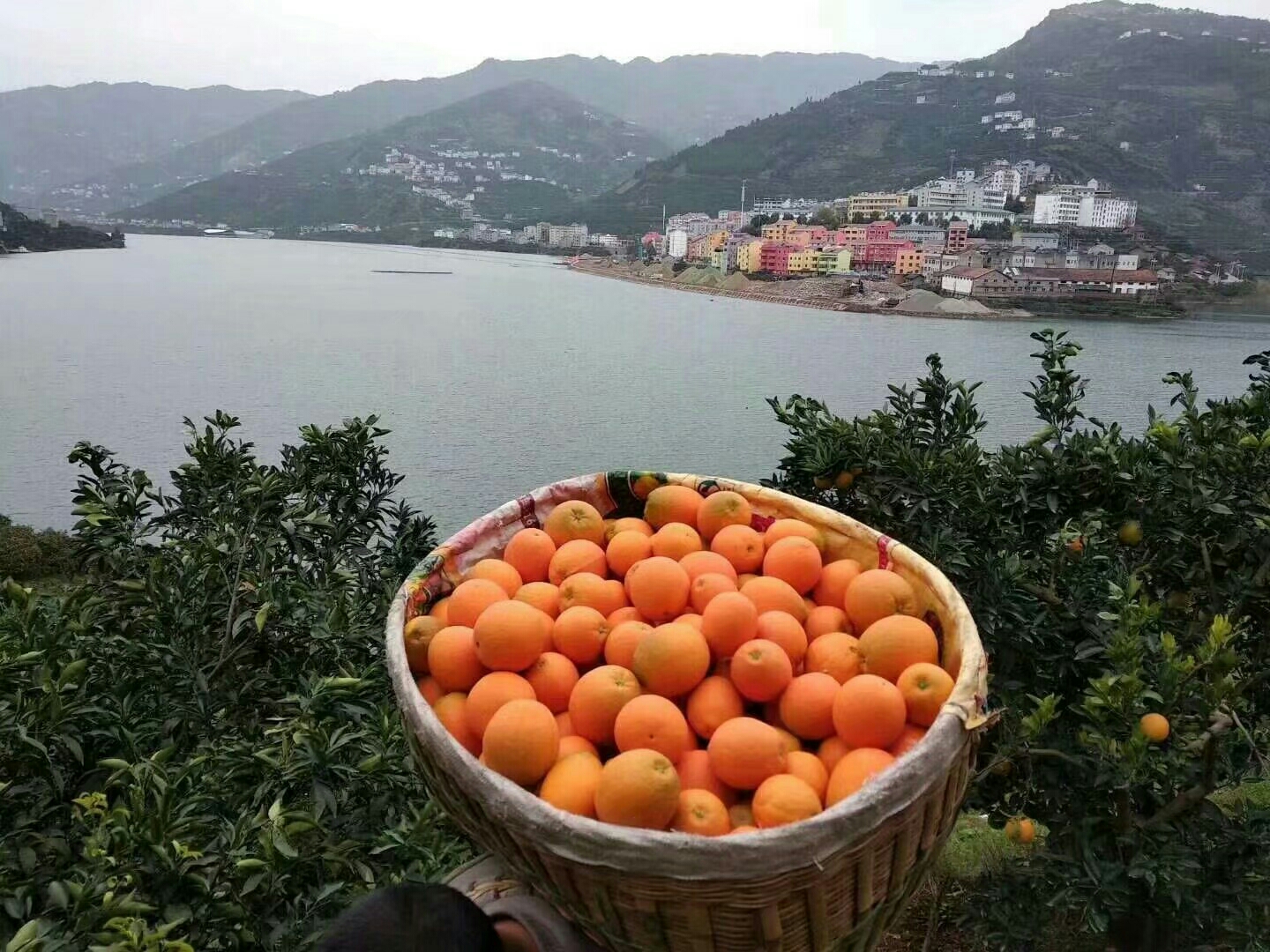 长江边秭归红橙图片