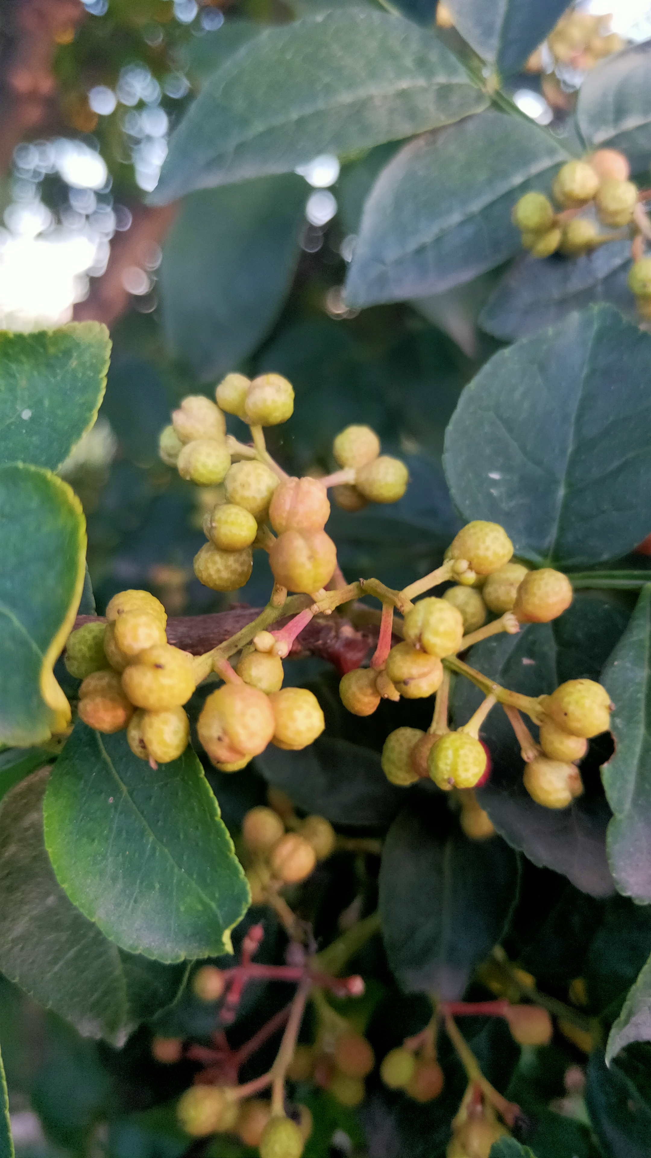 花椒红了【首发】