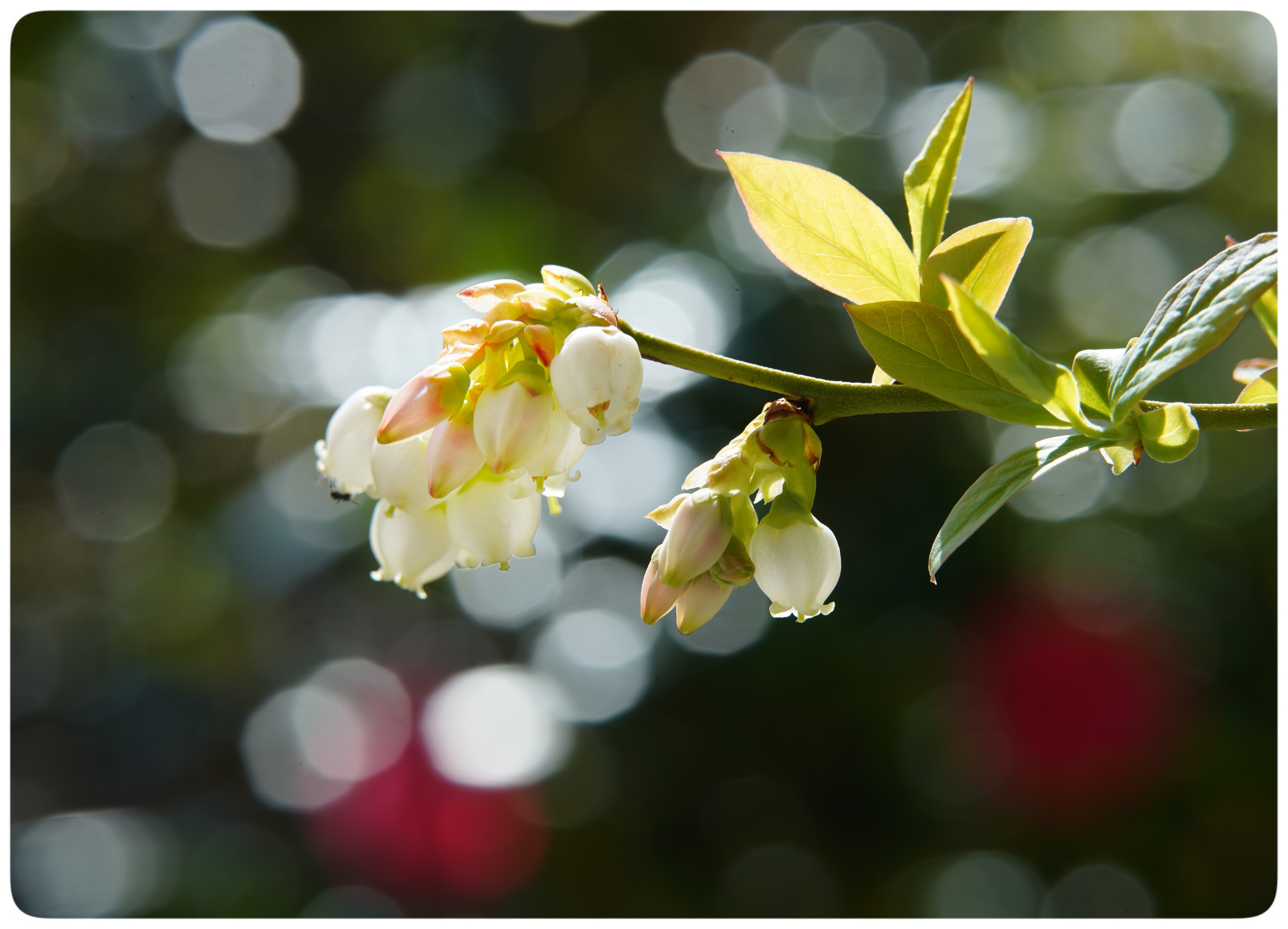 蓝莓花,夏里的铃兰