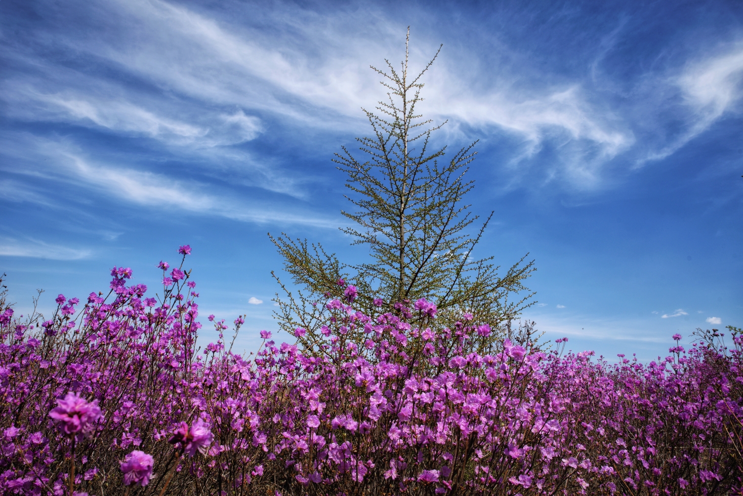 杜鹃山上花争艳