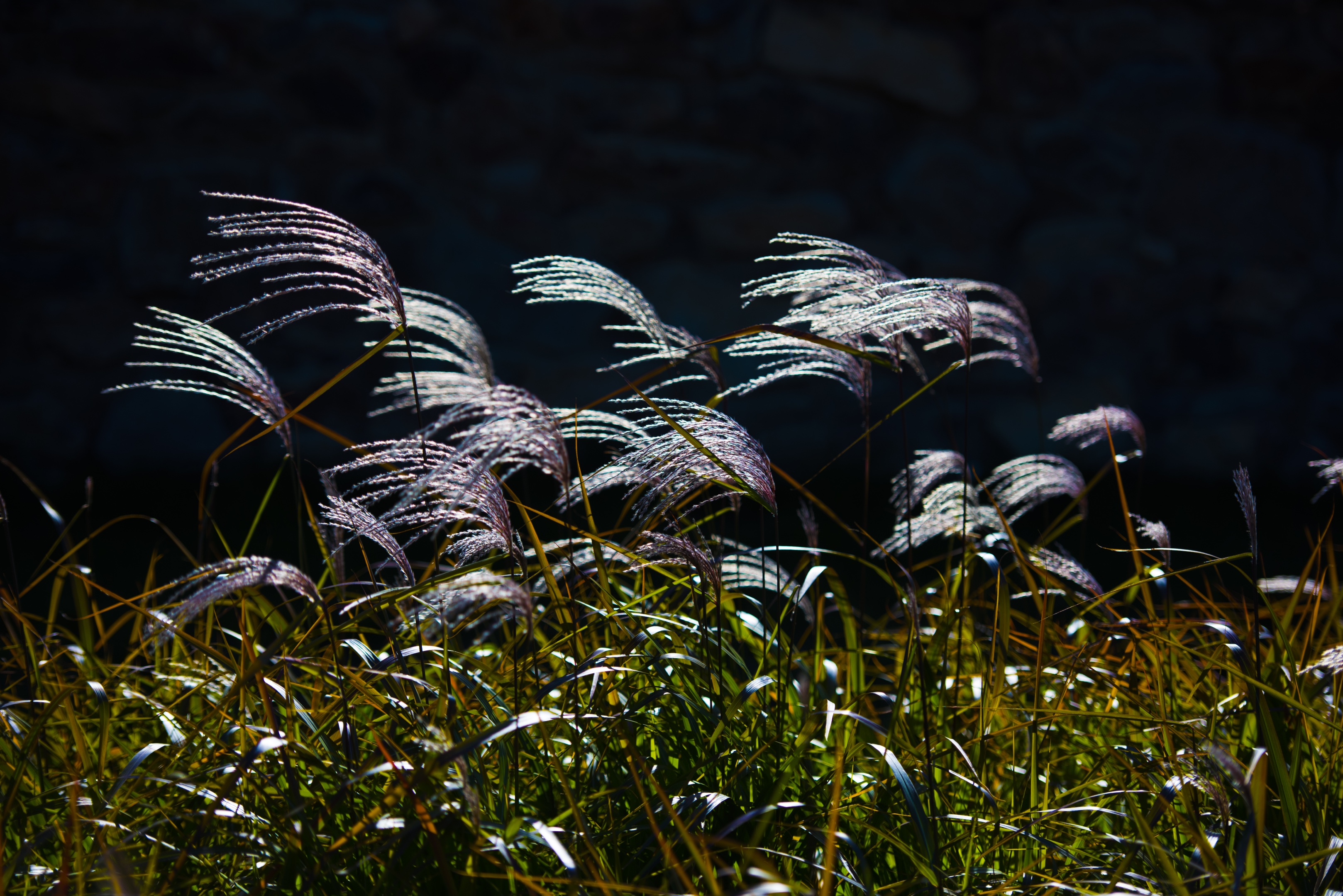 【首发】荻花1