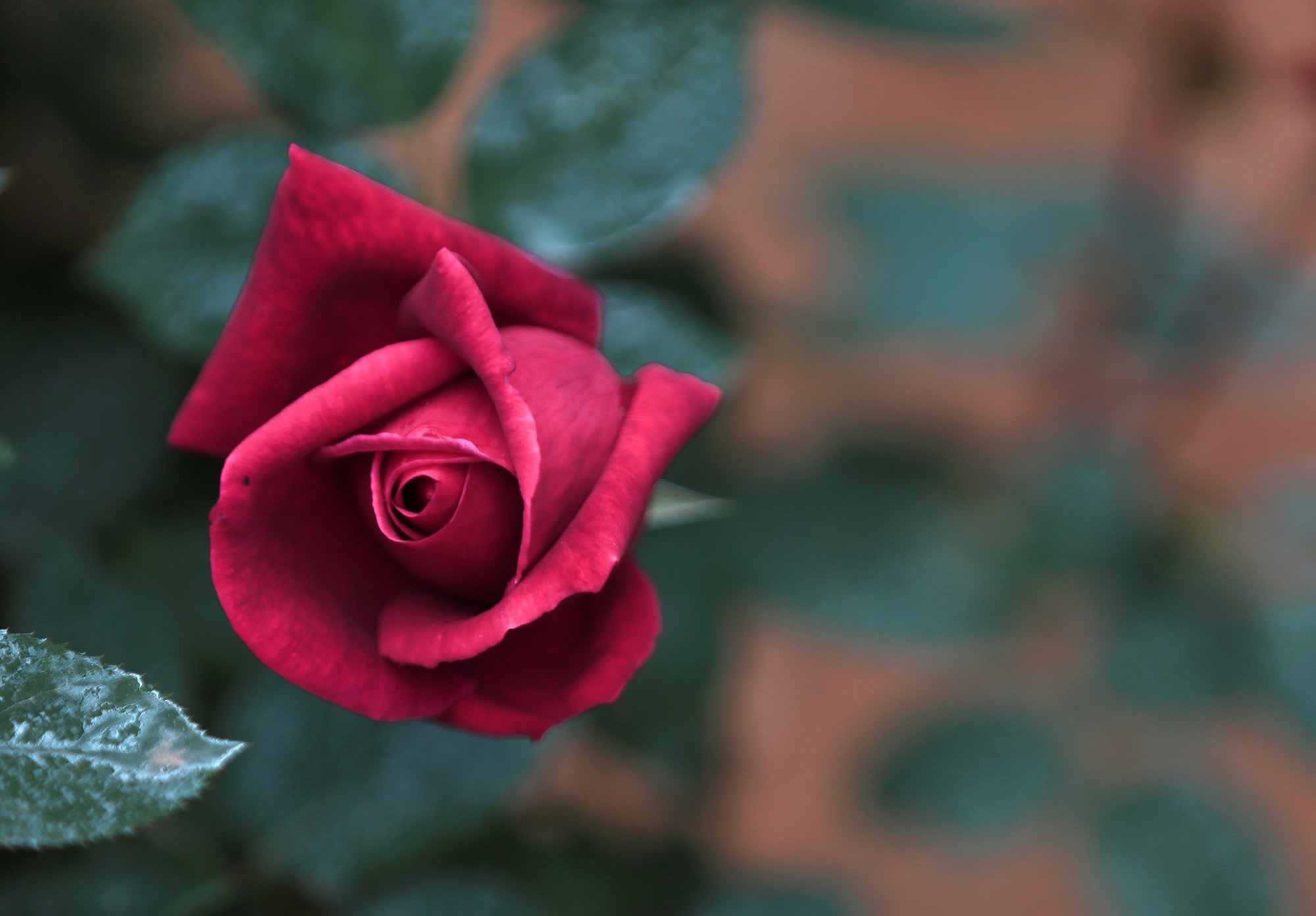 可爱的一朵玫瑰花