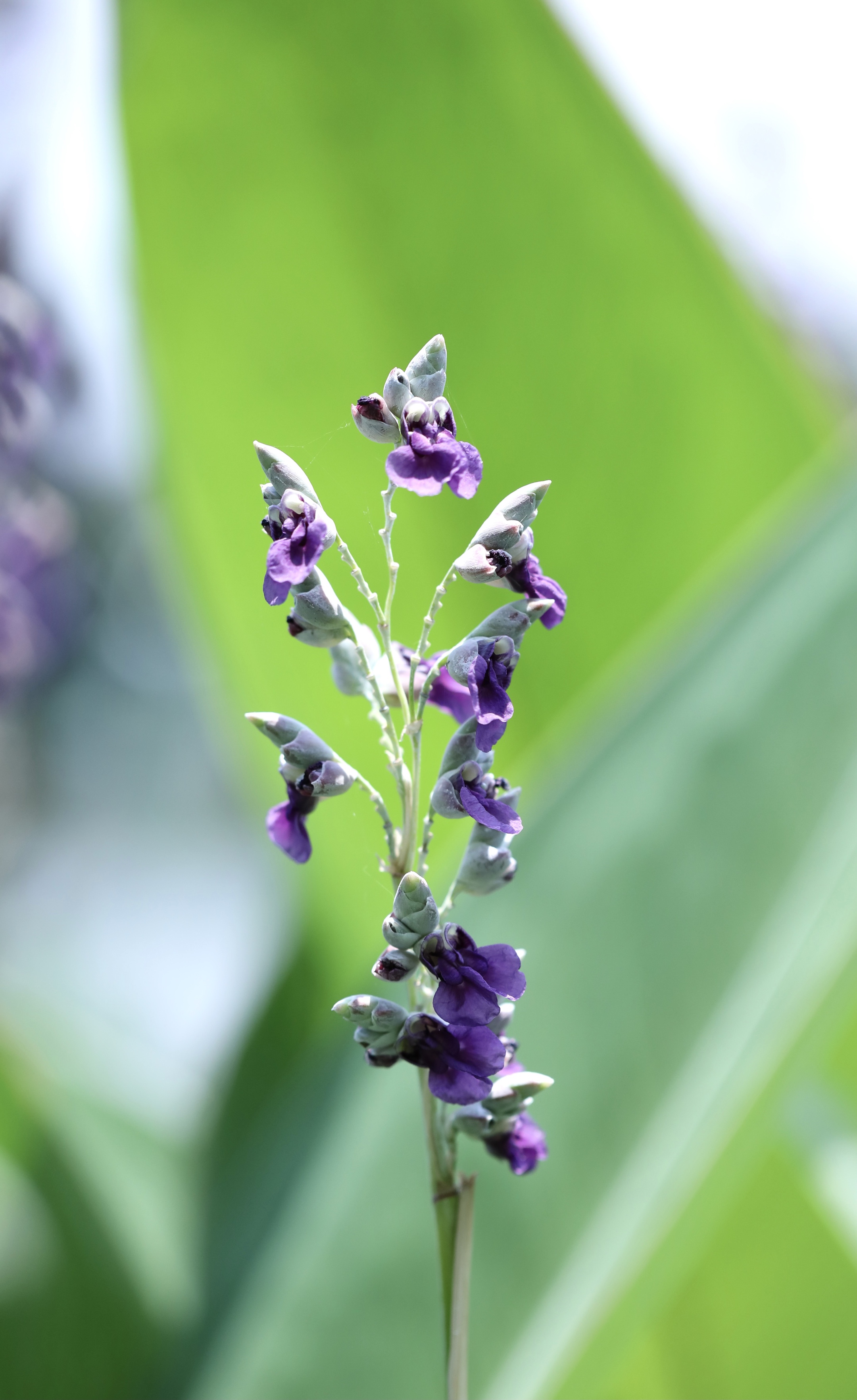 【首发】水竹芋