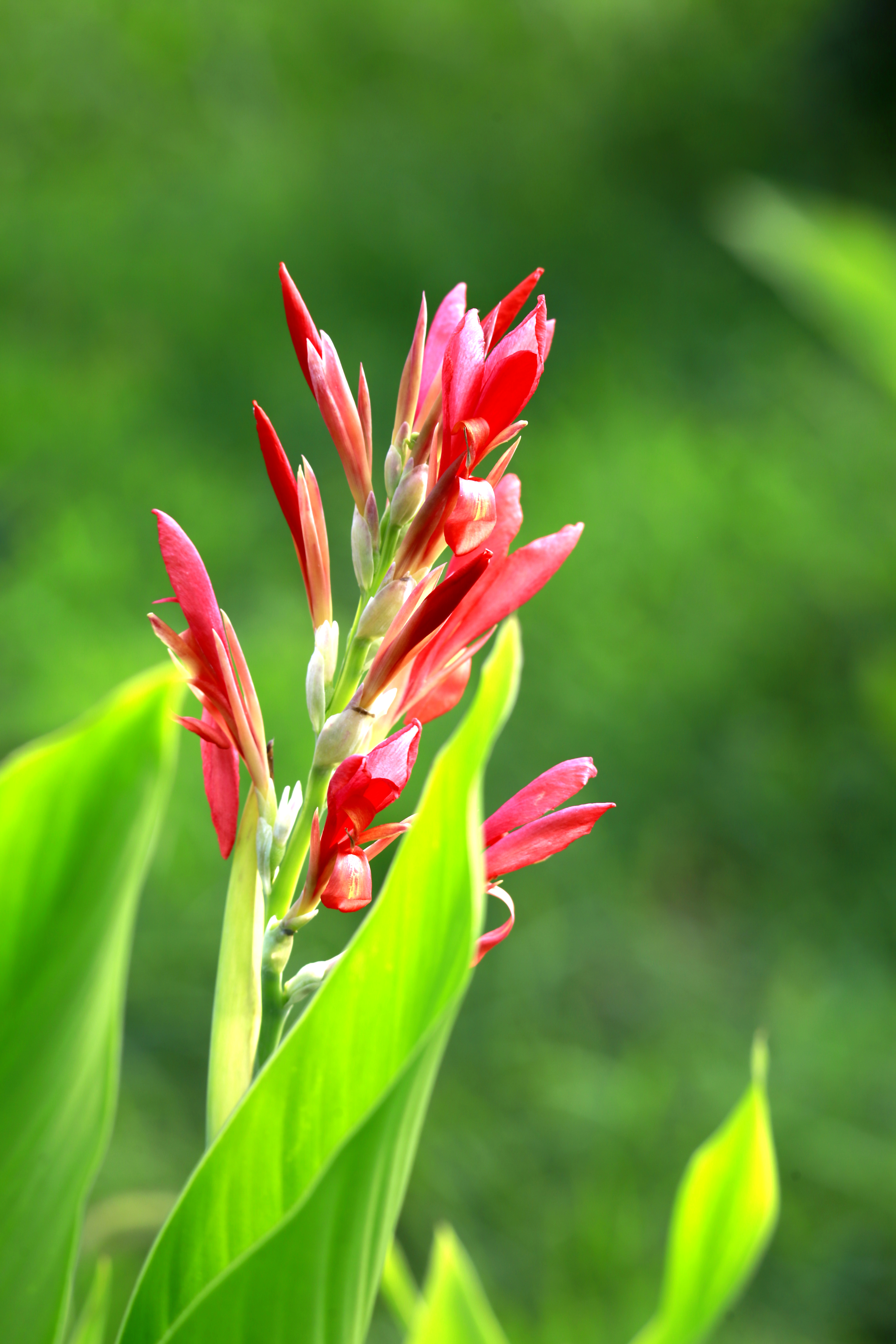 叶满丛深殷似火,不唯烧眼更烧心.    李绅      【红蕉花】