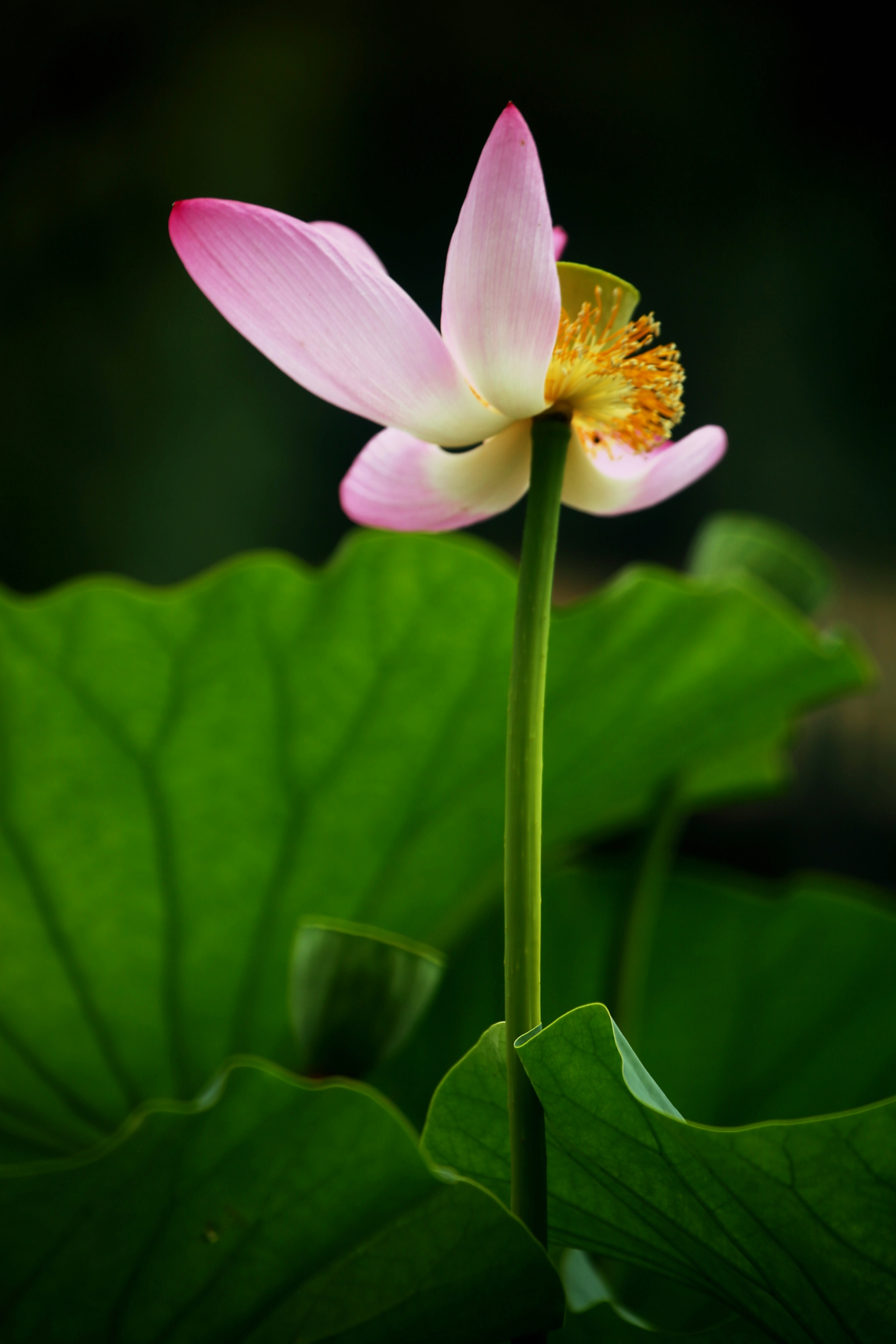 《赠荷花》 【唐】李商隐