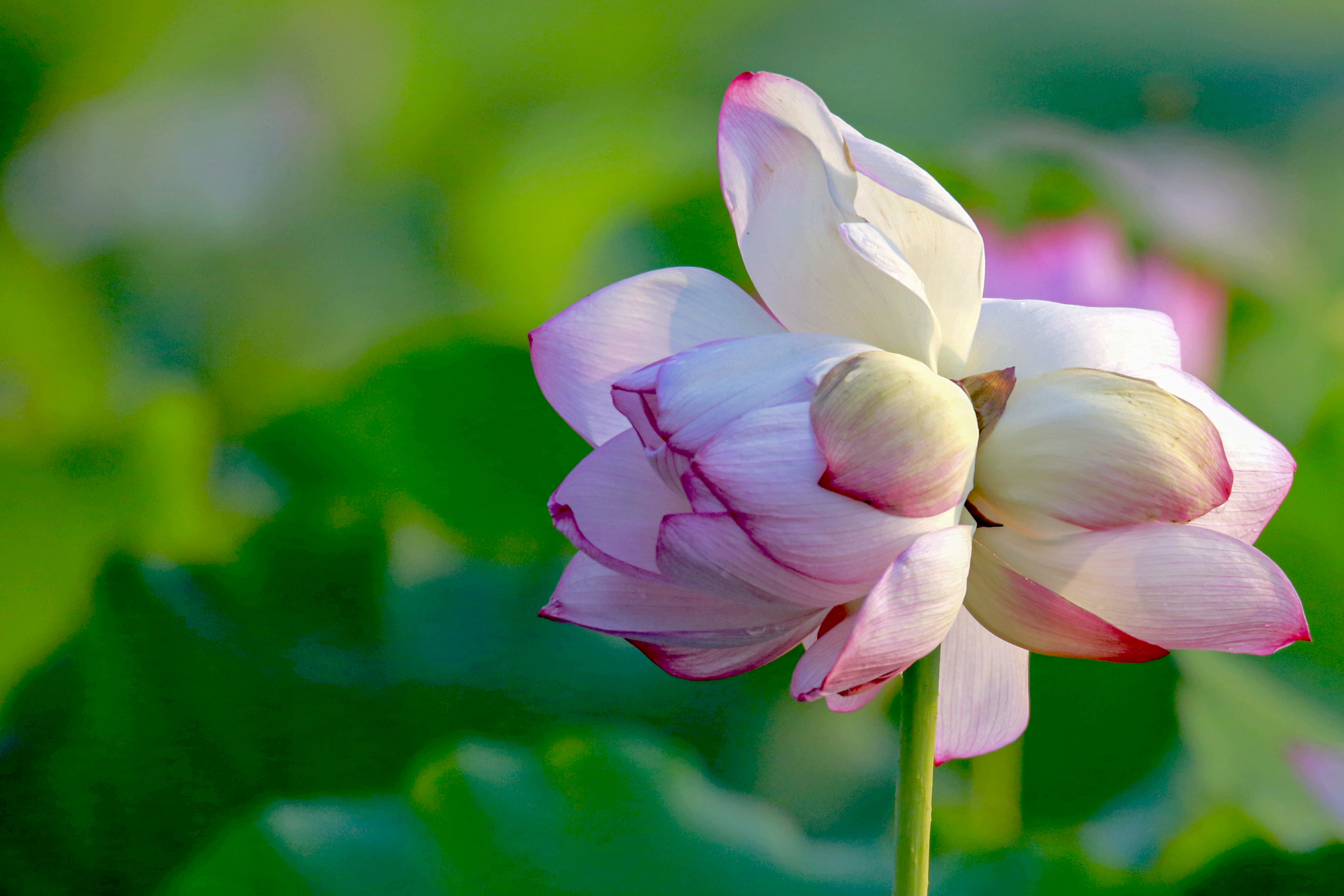 又见并蒂莲 花开太阳渡