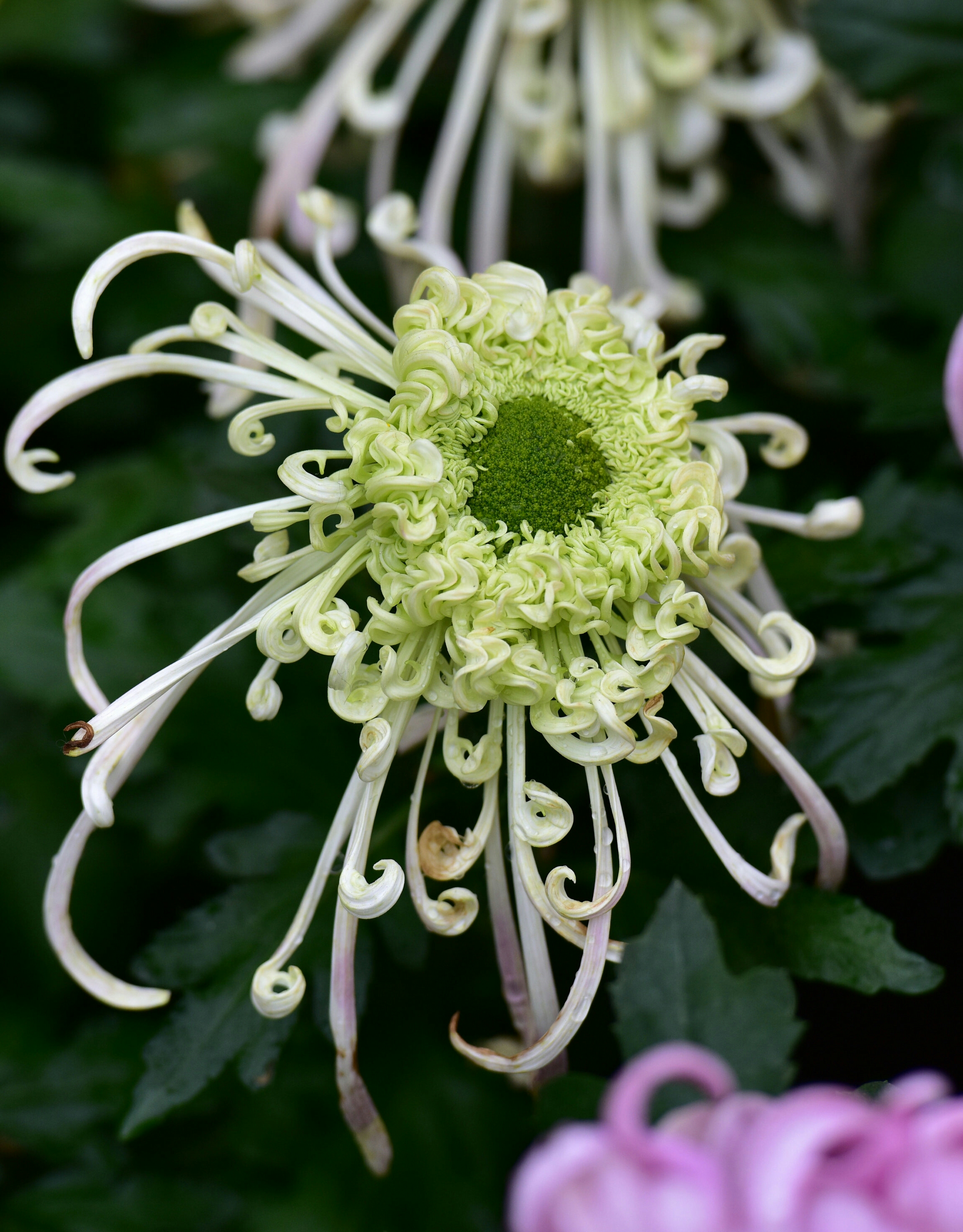 菊花盛开引来万千观众竞折腰
