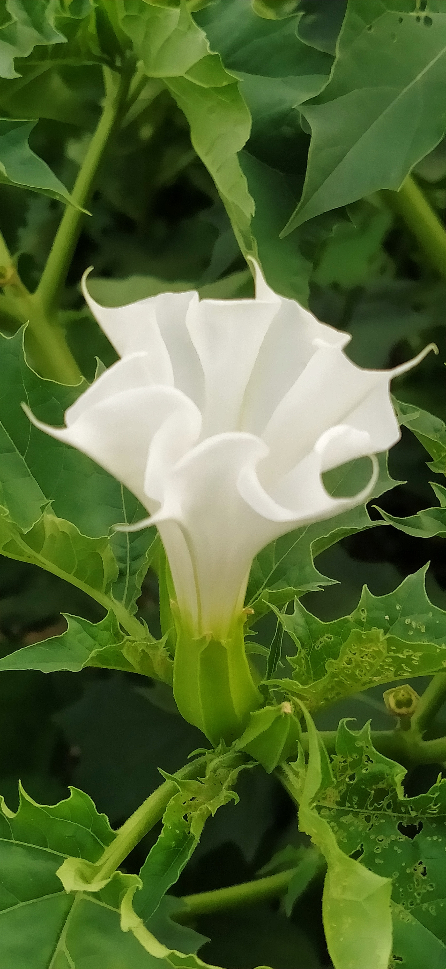 曼陀罗花到底多可怕(传说中的曼陀罗花是什么样子)