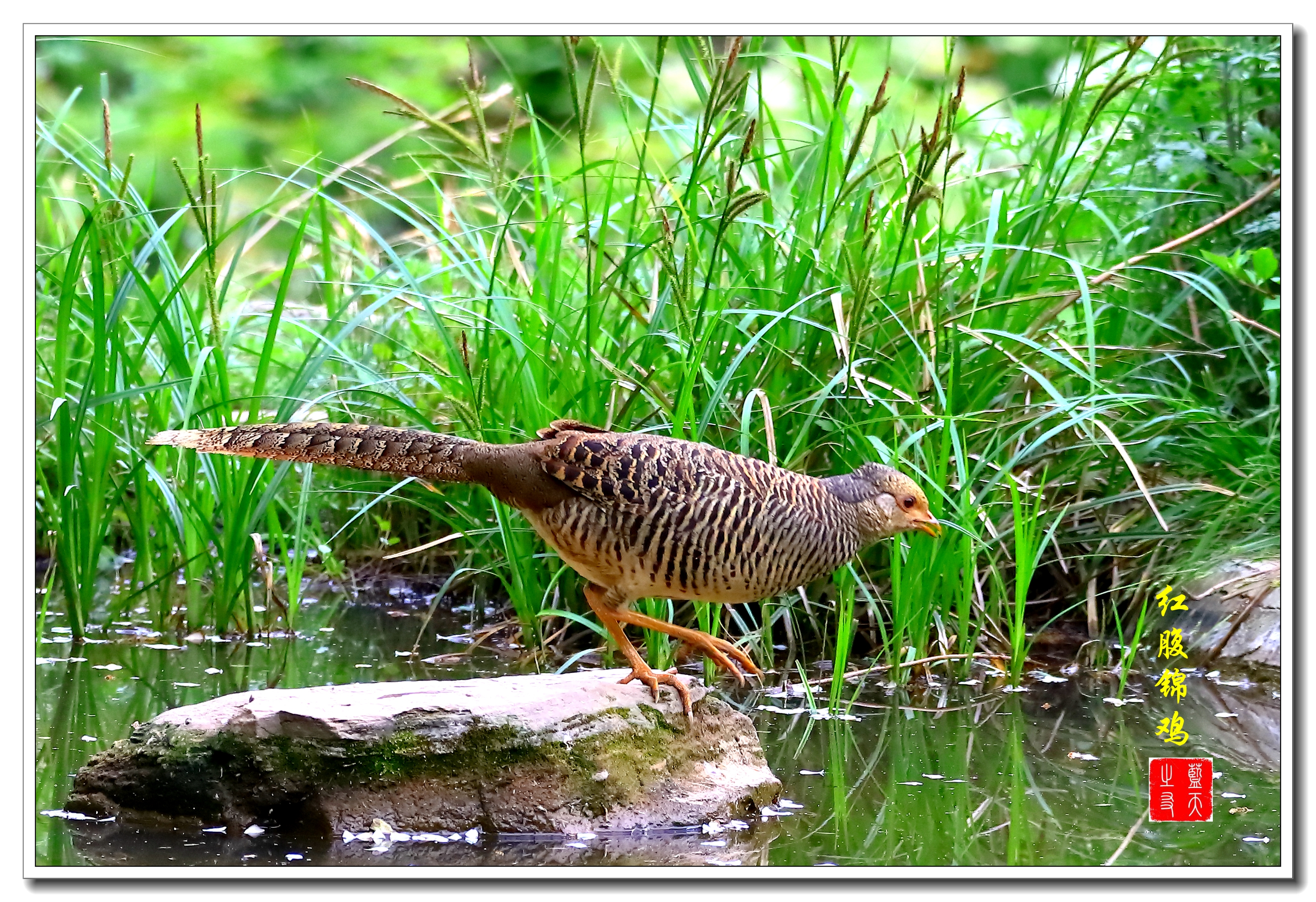 【首发】母鸡之美红腹锦鸡