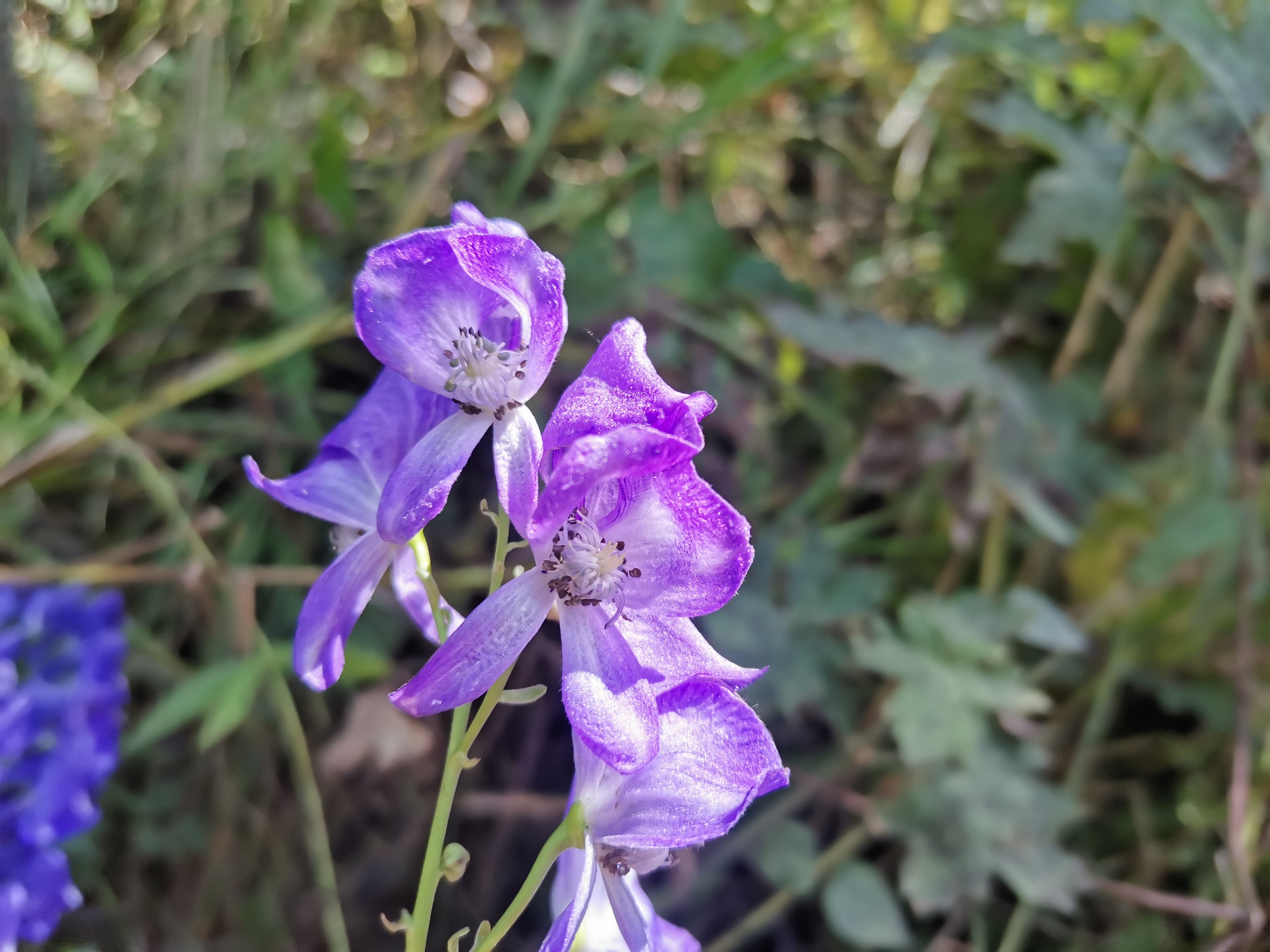 【原创首发】紫色乌头