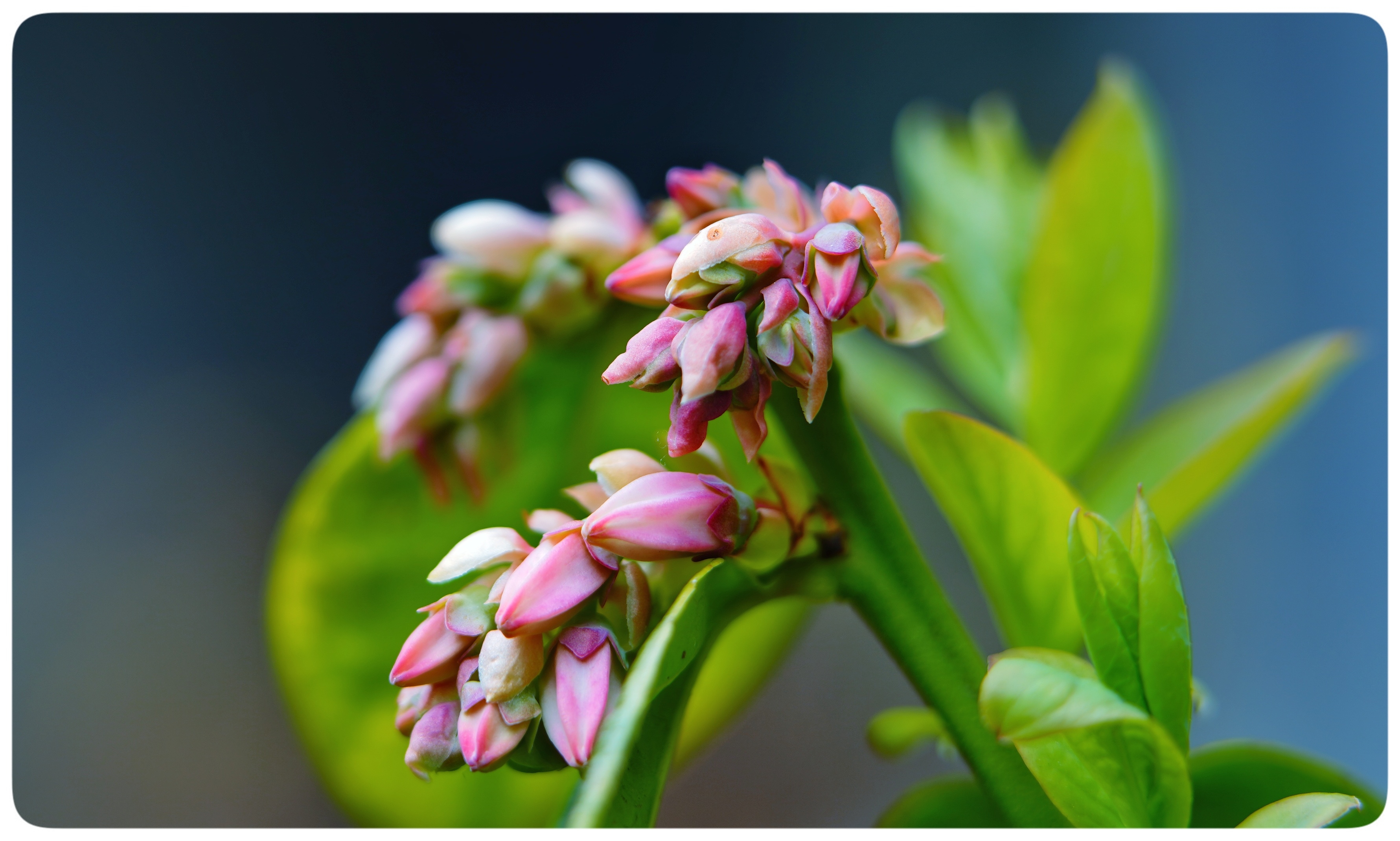 蓝莓花,夏里的铃兰