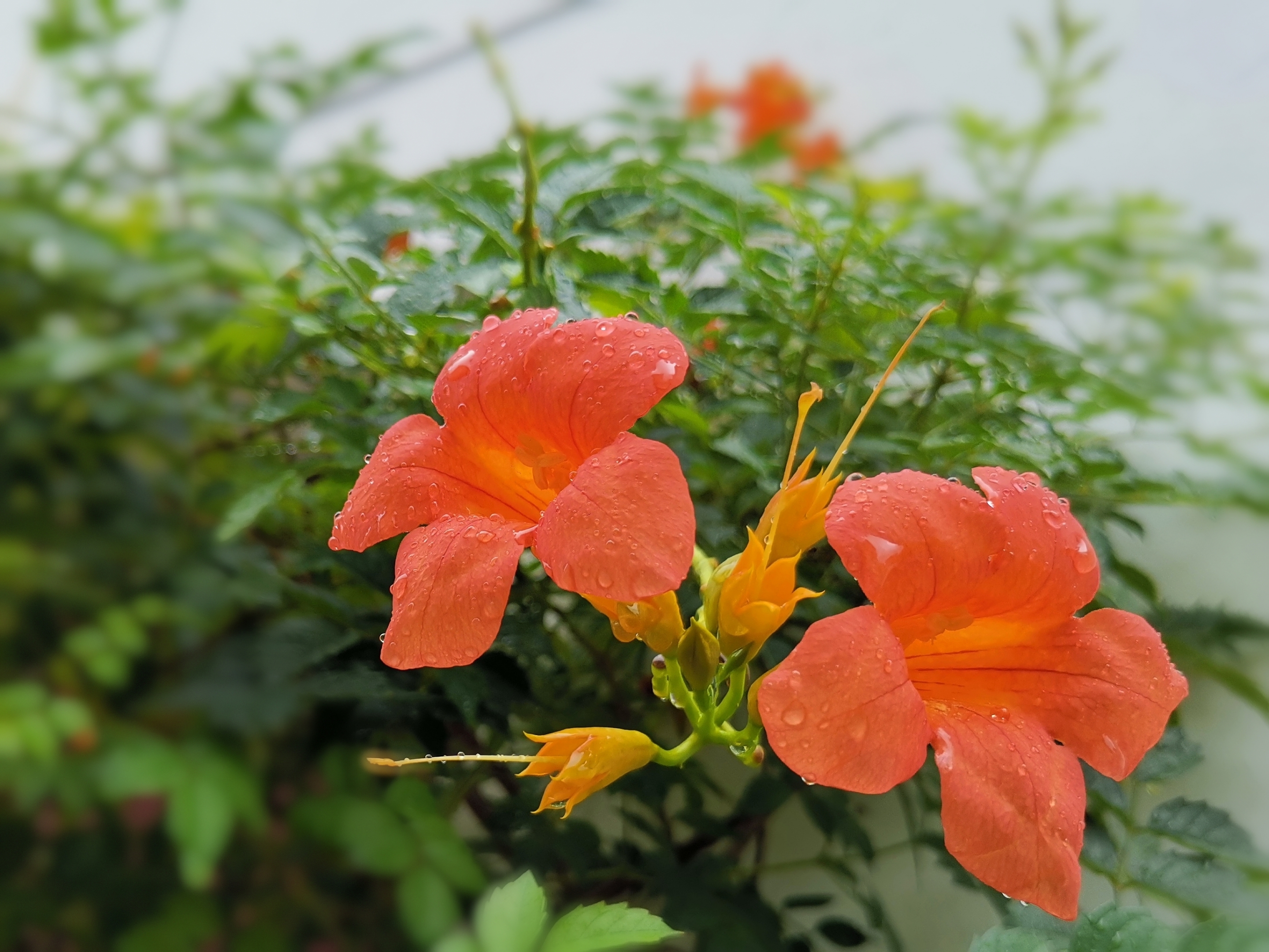 【首发】雨后凌霄花