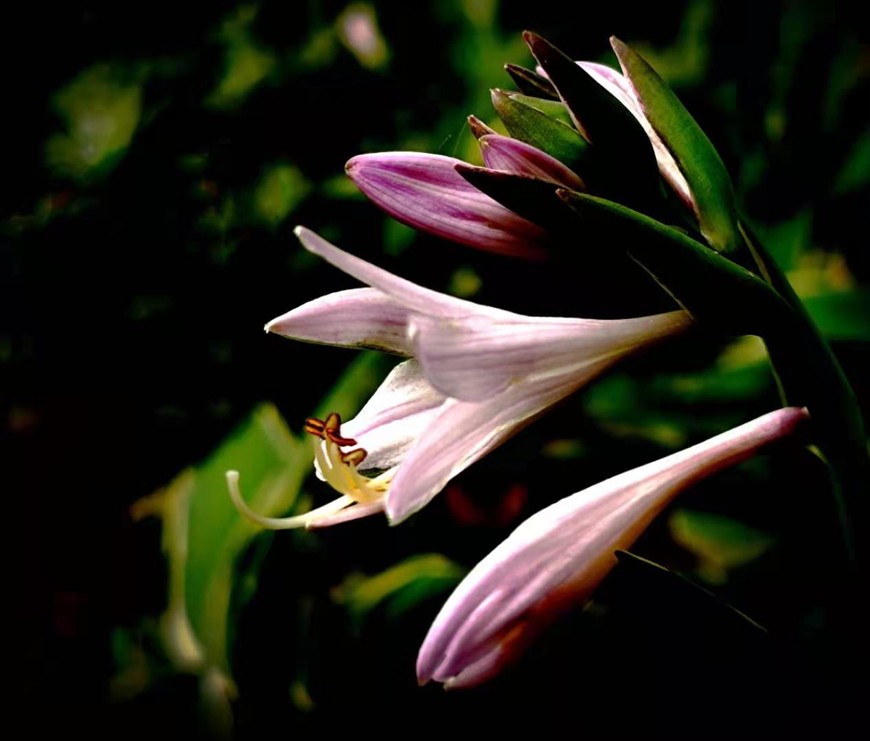 假百合〔vv首发