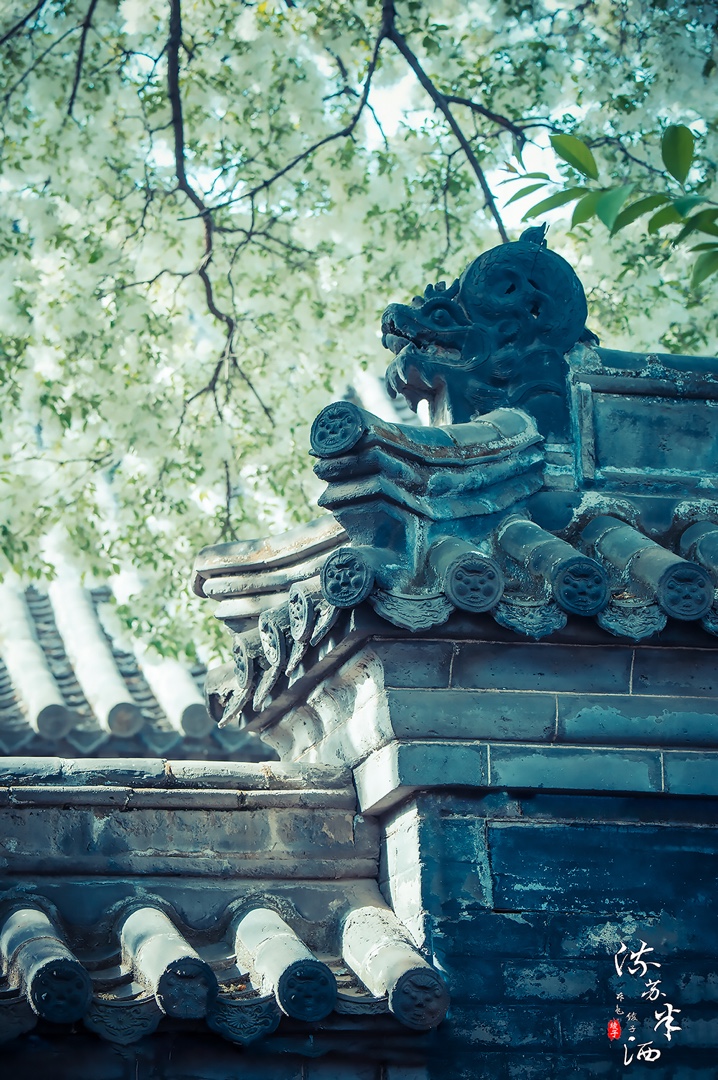 风有约花不误岁岁如此永不相负孟庙孟府流苏花