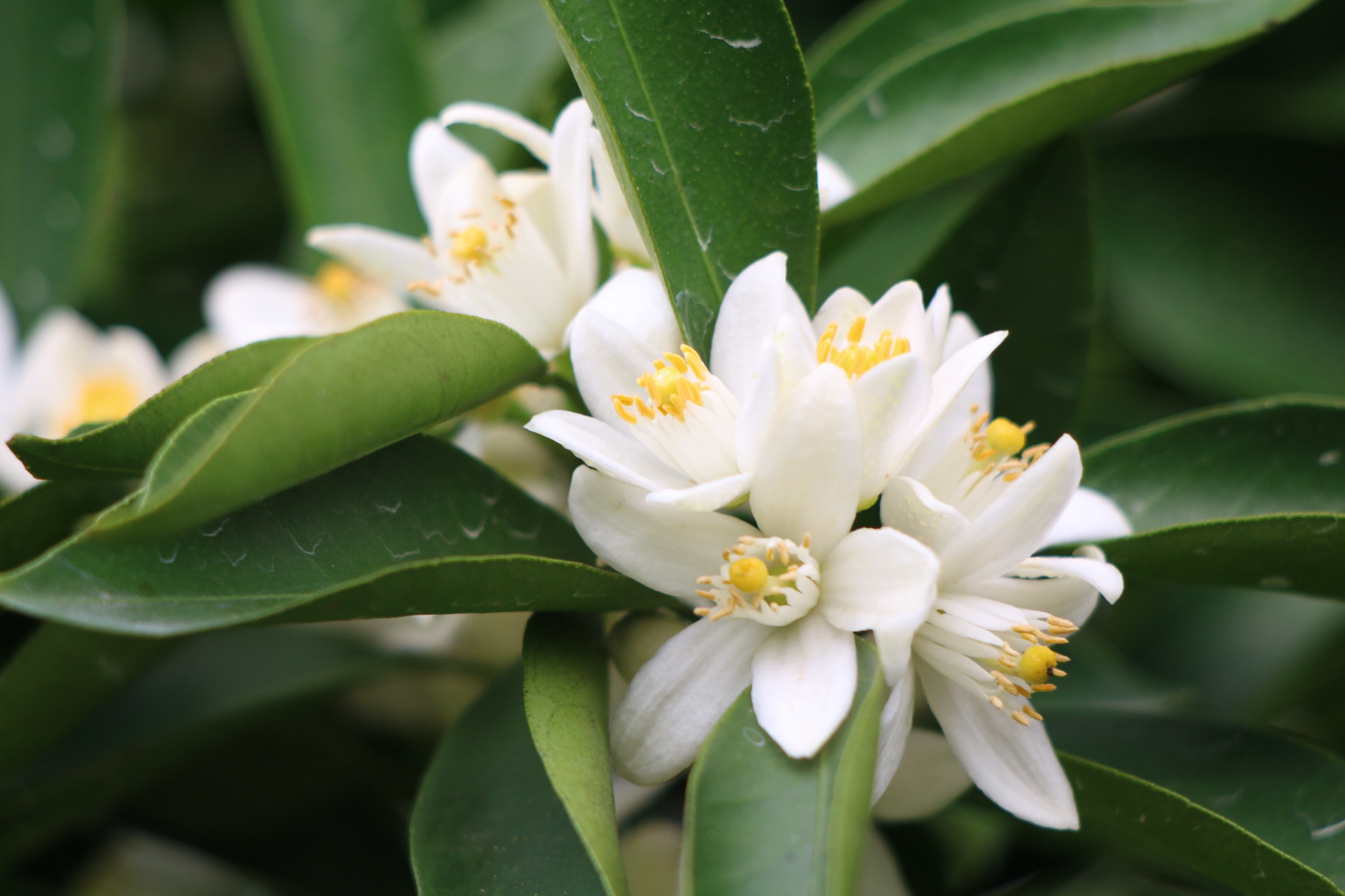 柑花还是优质的蜜源.