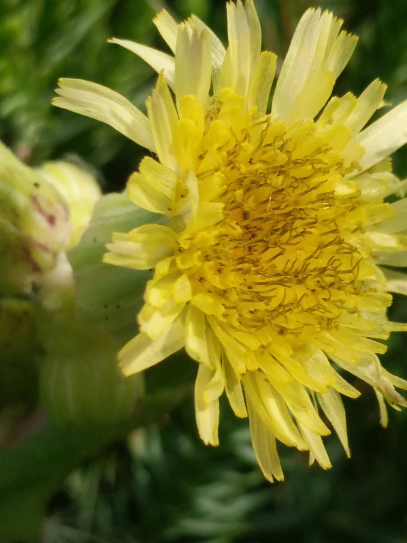 苦苣菜花(首發)