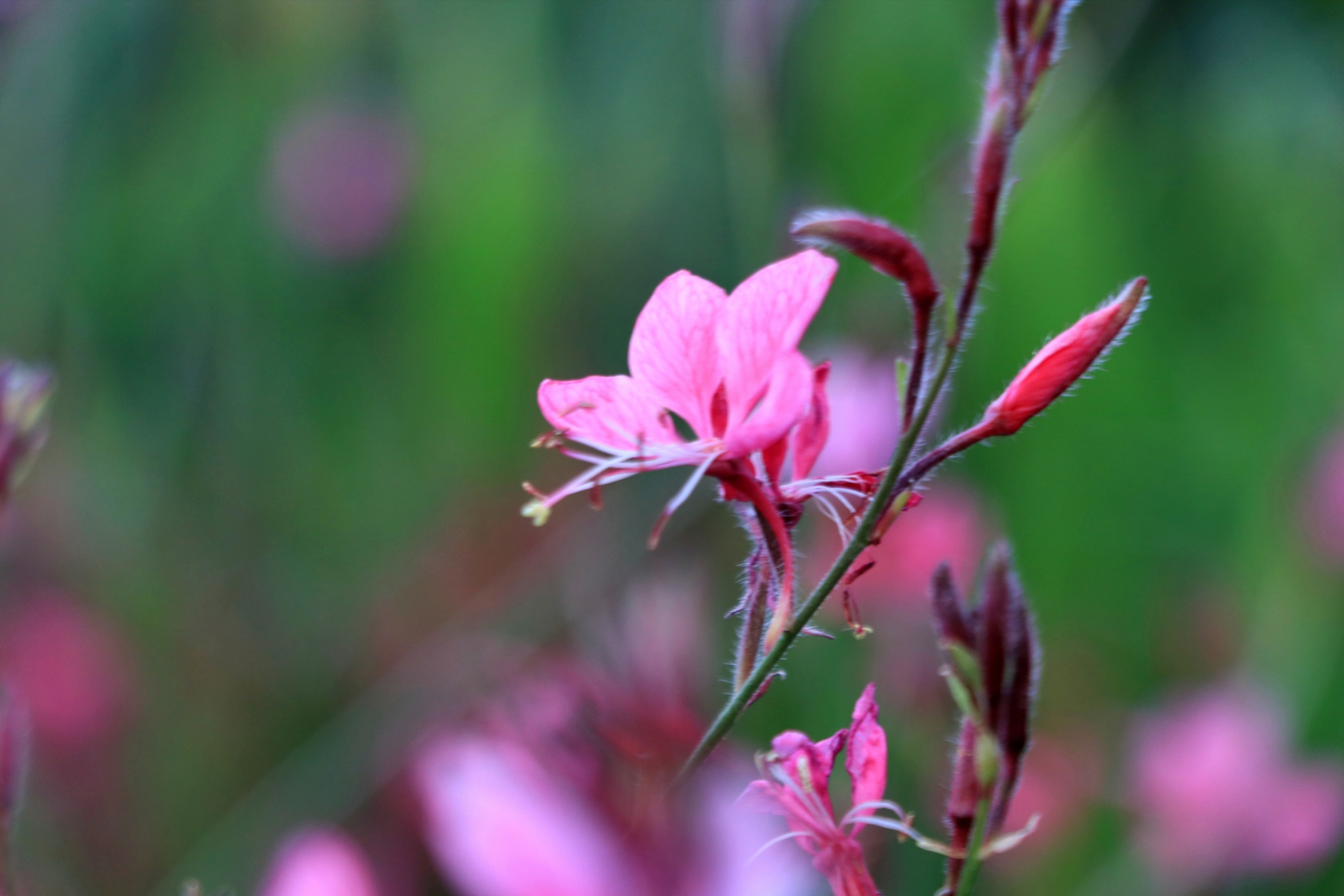 【首发】山桃花