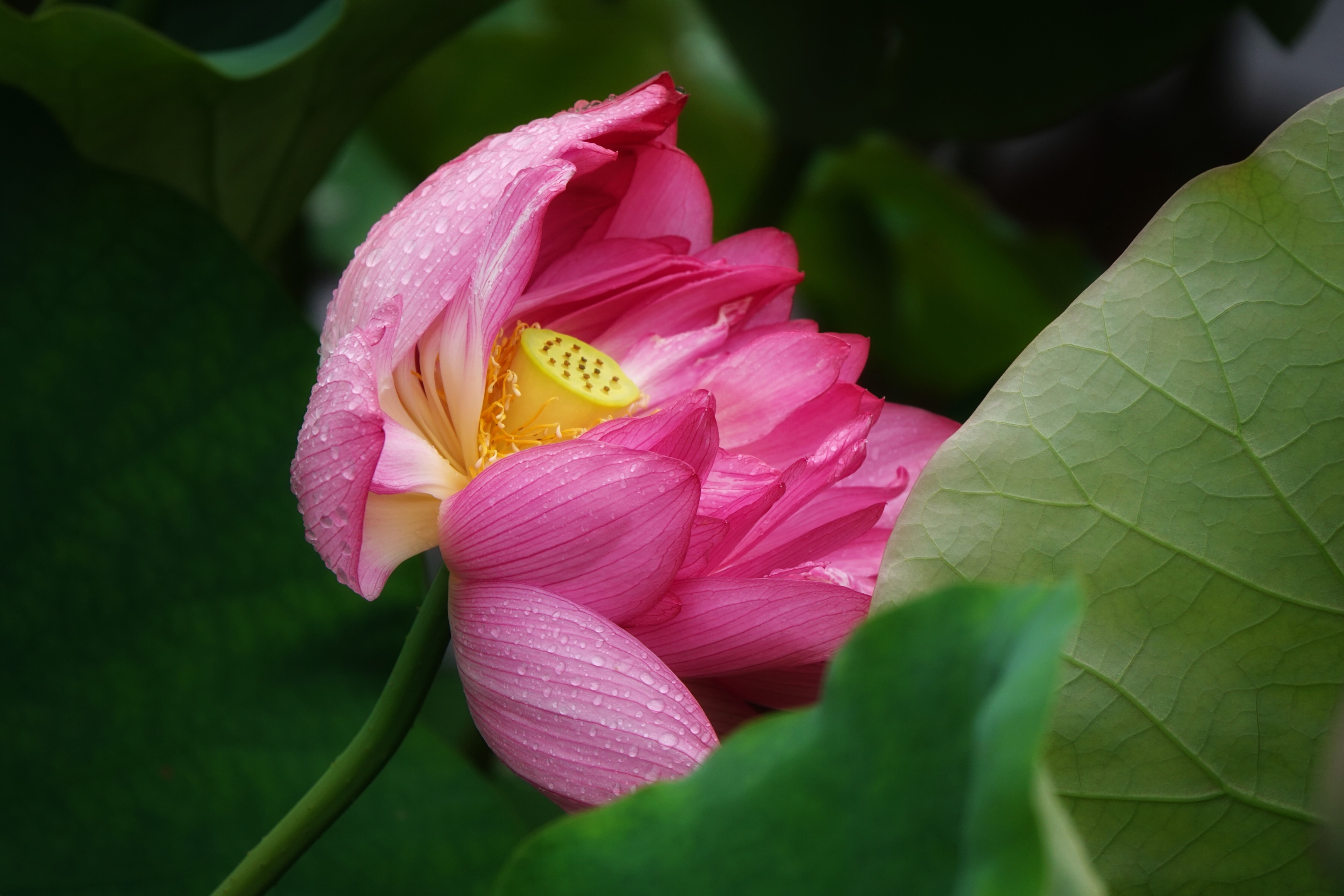 拍摄制作:曦月 诗词创作:王广林 含羞含姣,清水芙蓉窈窕 碧池边 莲叶