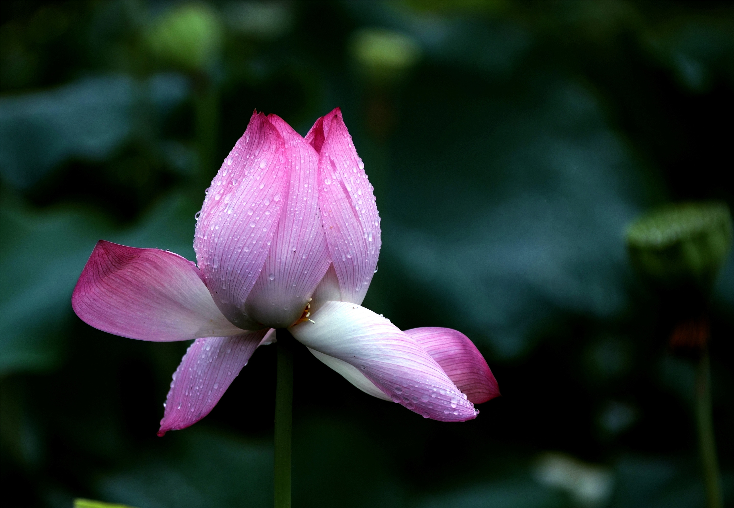 雨中的荷花,即为雨荷.是历代文人墨客所钟爱的创作题材.
