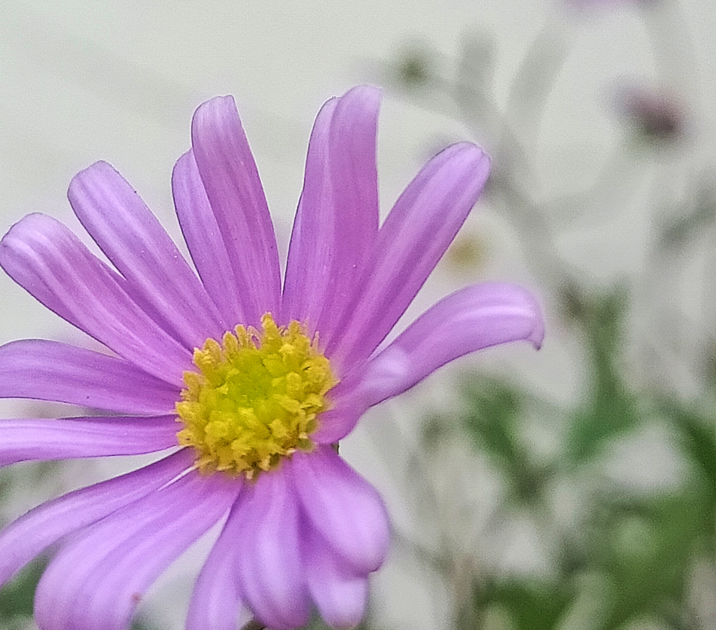 紫色的小花【首发】
