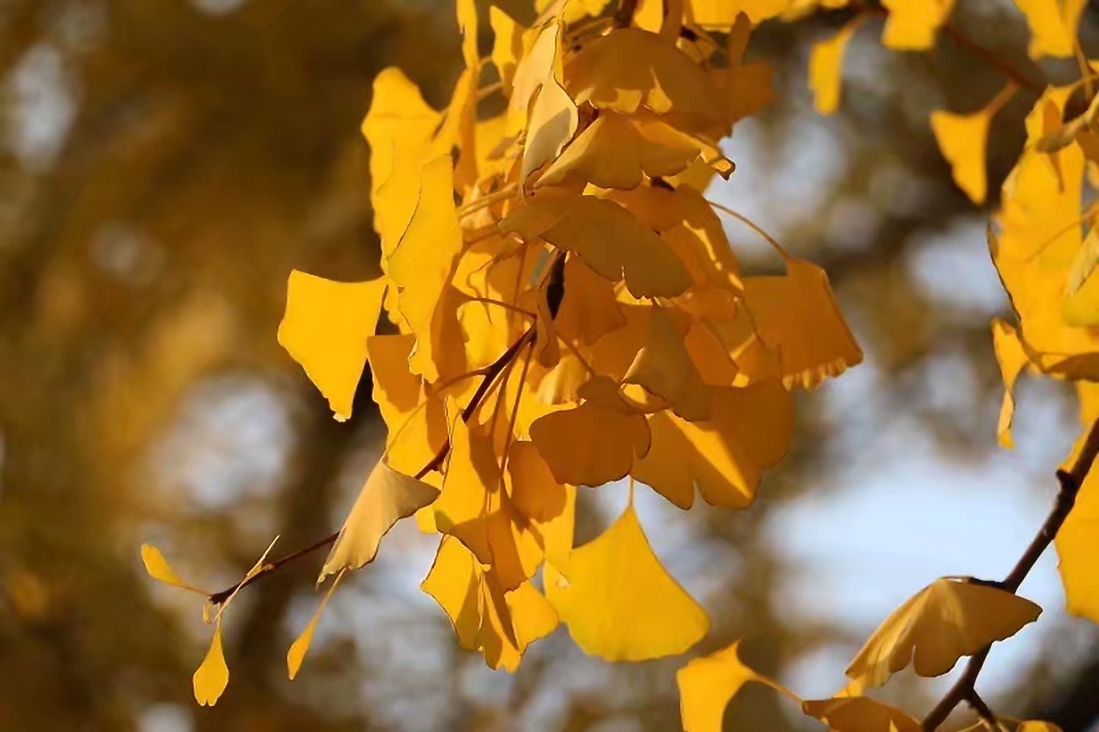 丹东秋韵银杏树