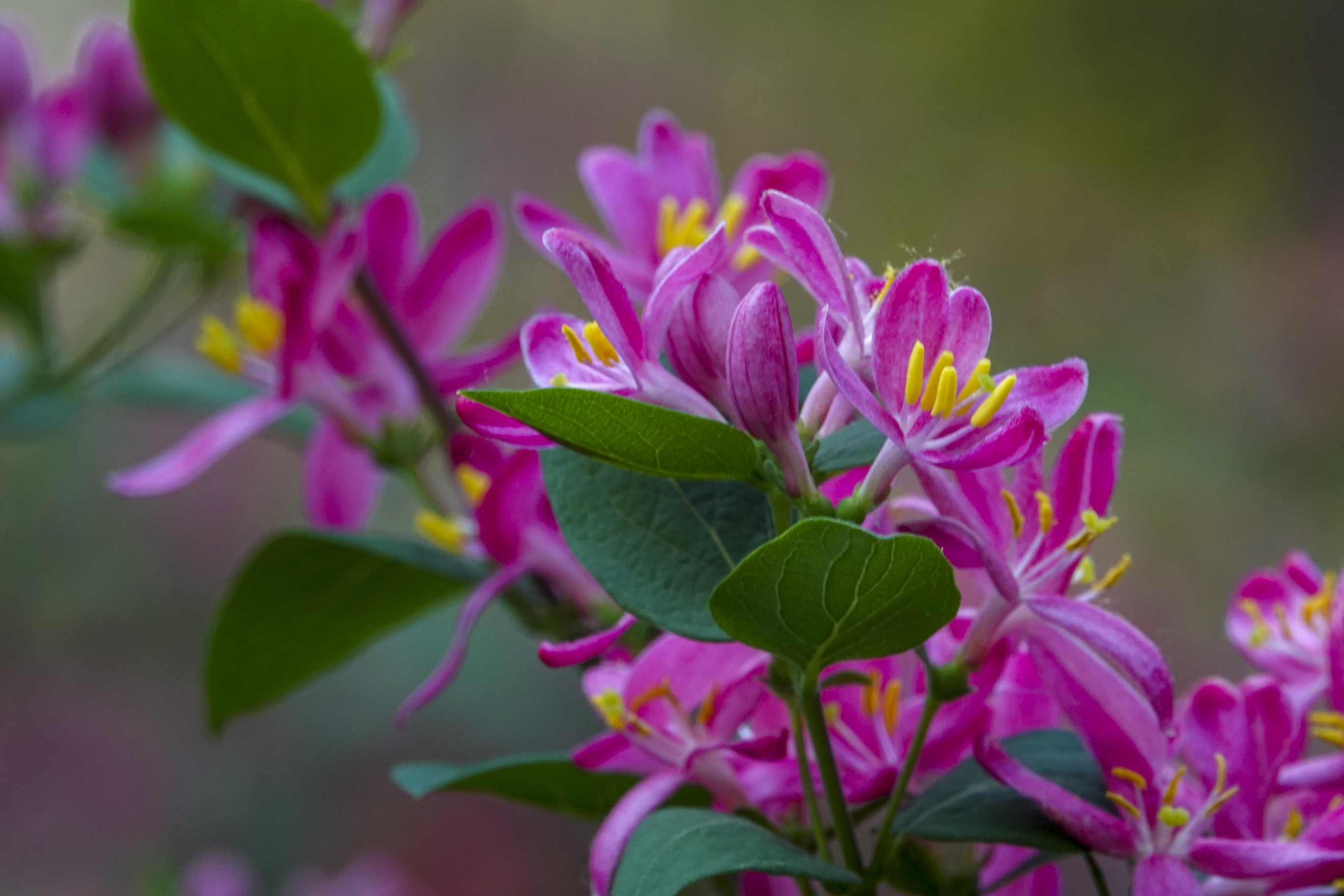 红花忍冬【vv首发】