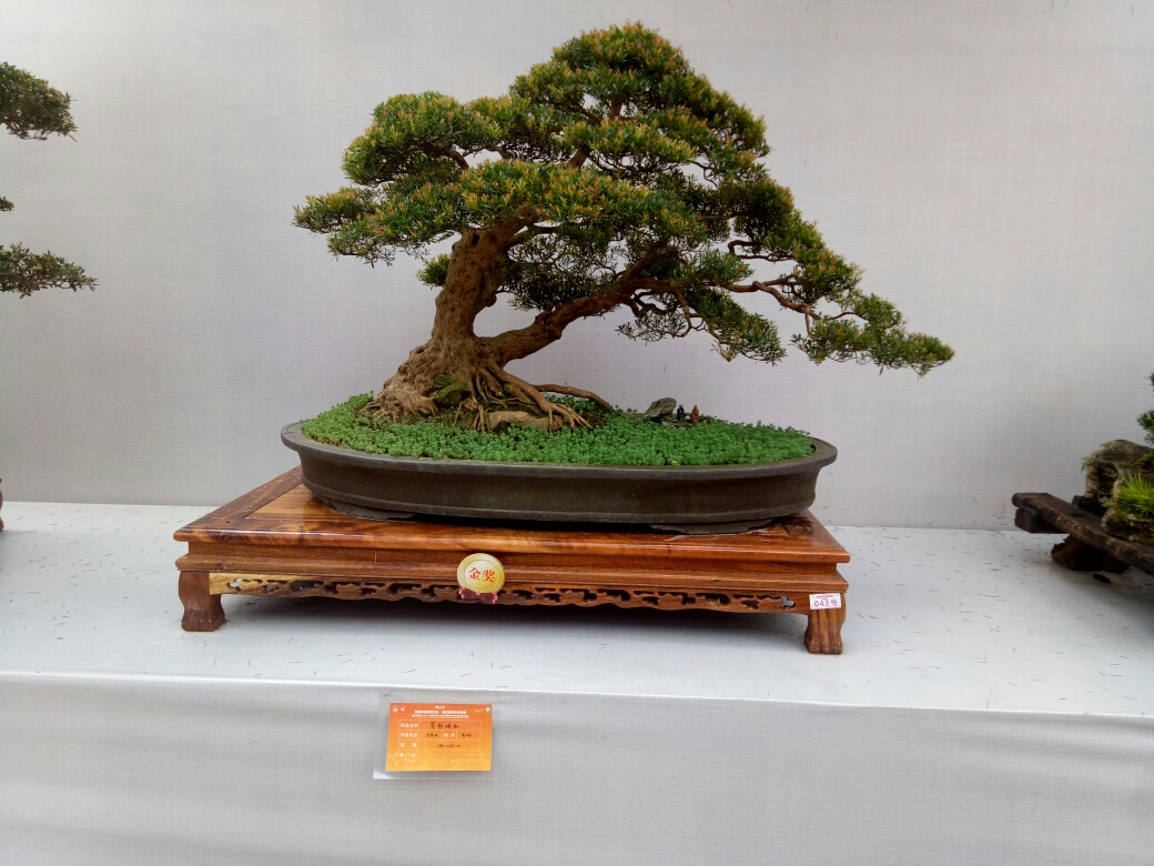 2019年国际盆景展览会昆明