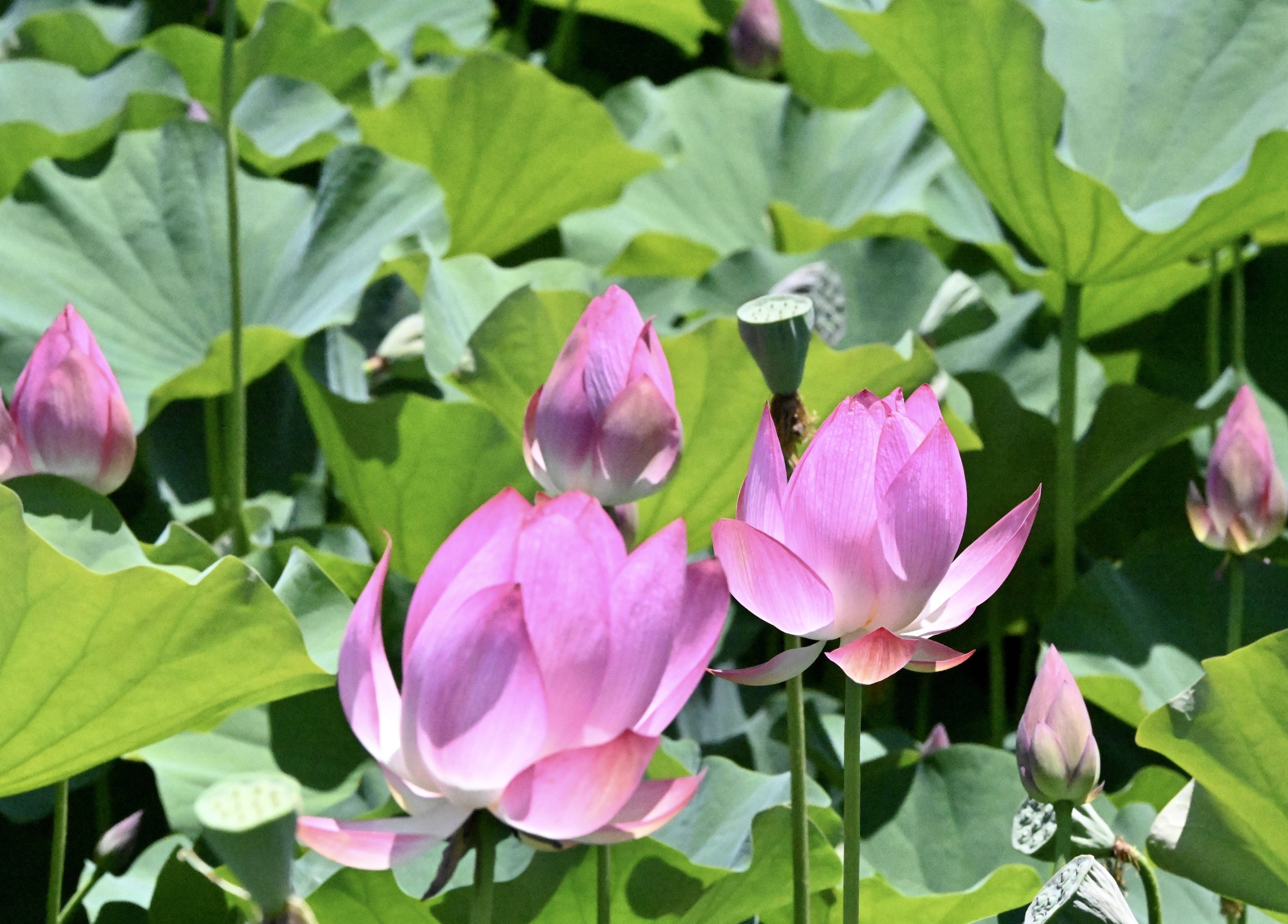 玉洁冰清～ 荷花〔首发