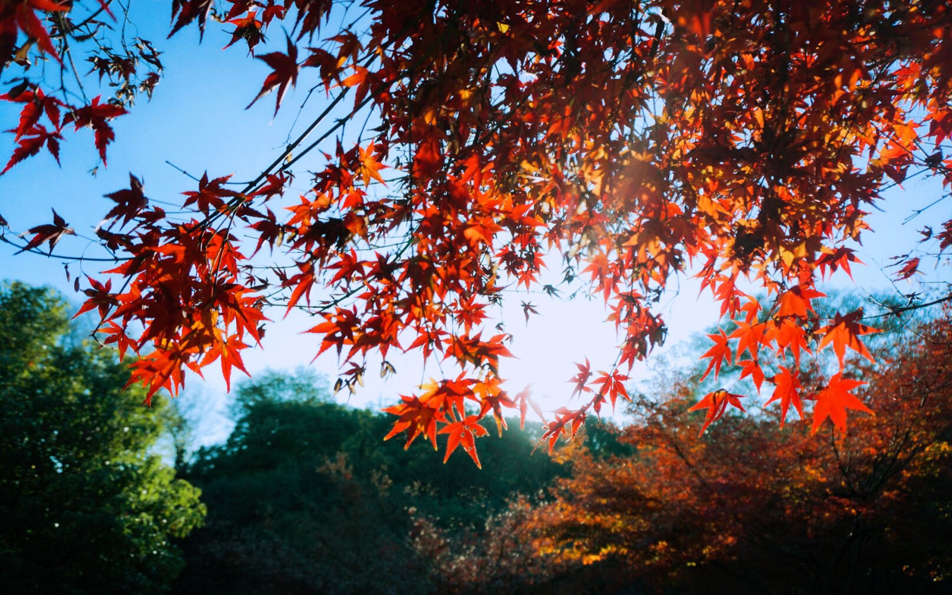 在秋风里沉溺首发