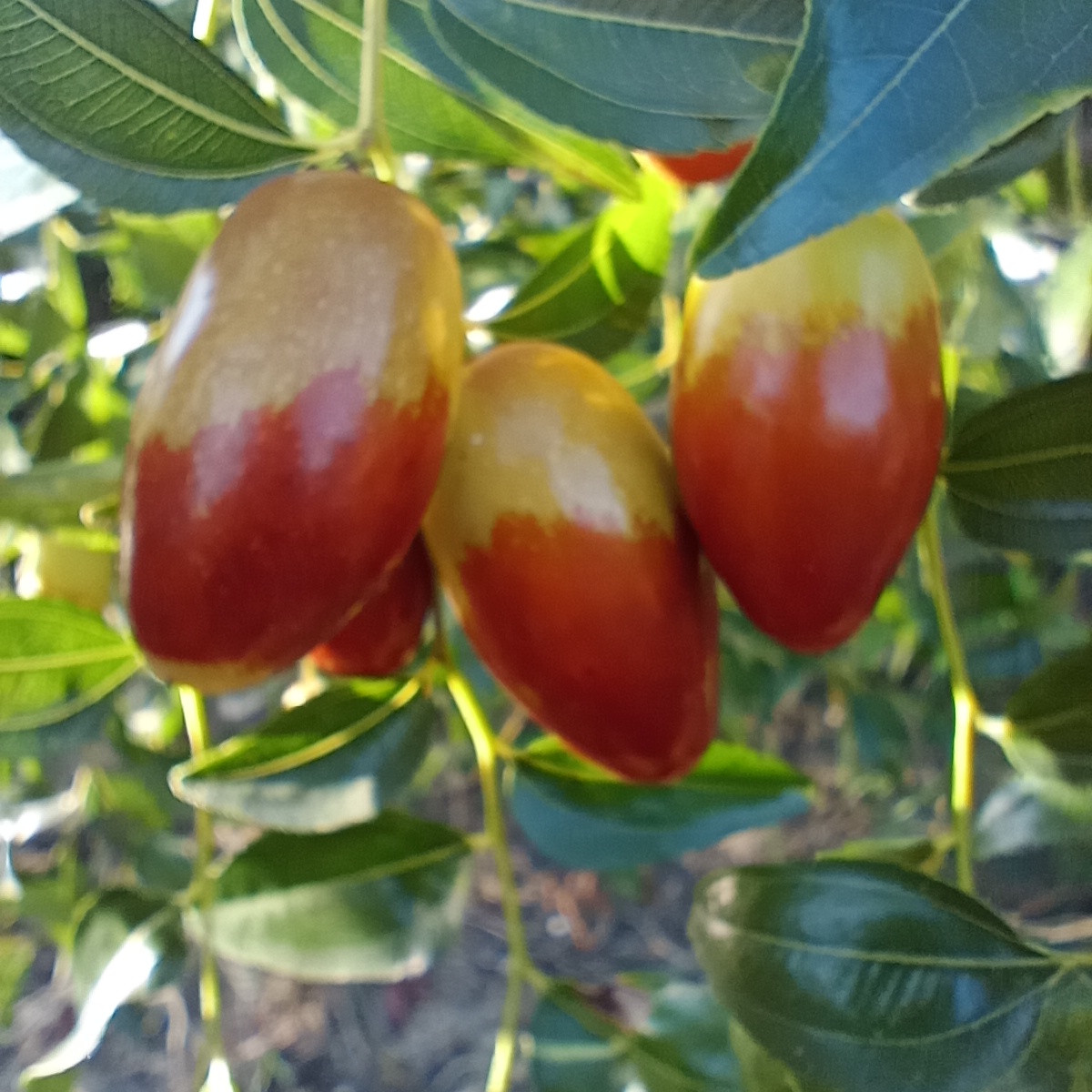 枣儿红了【首发】