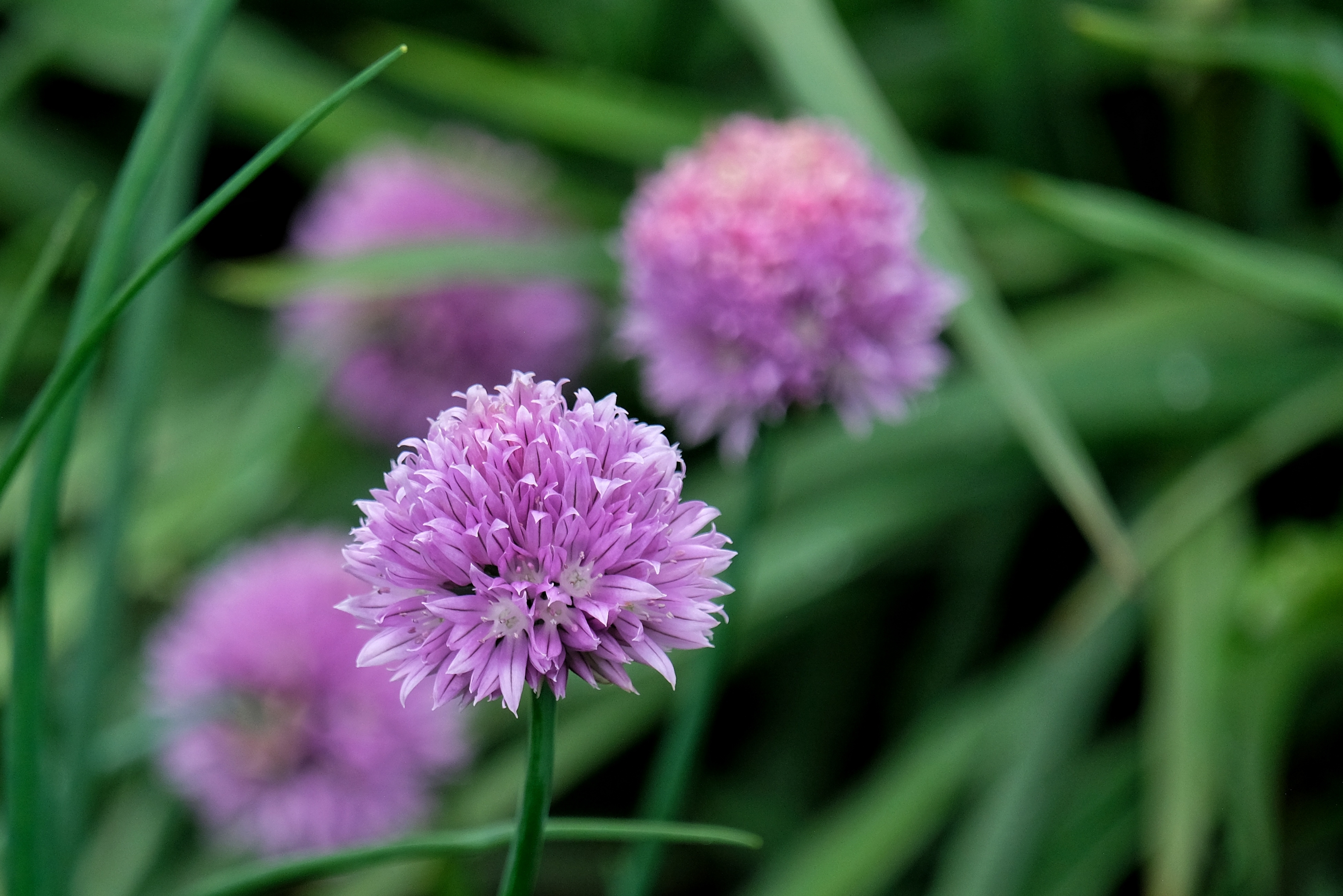 大葱花1【vv首发】