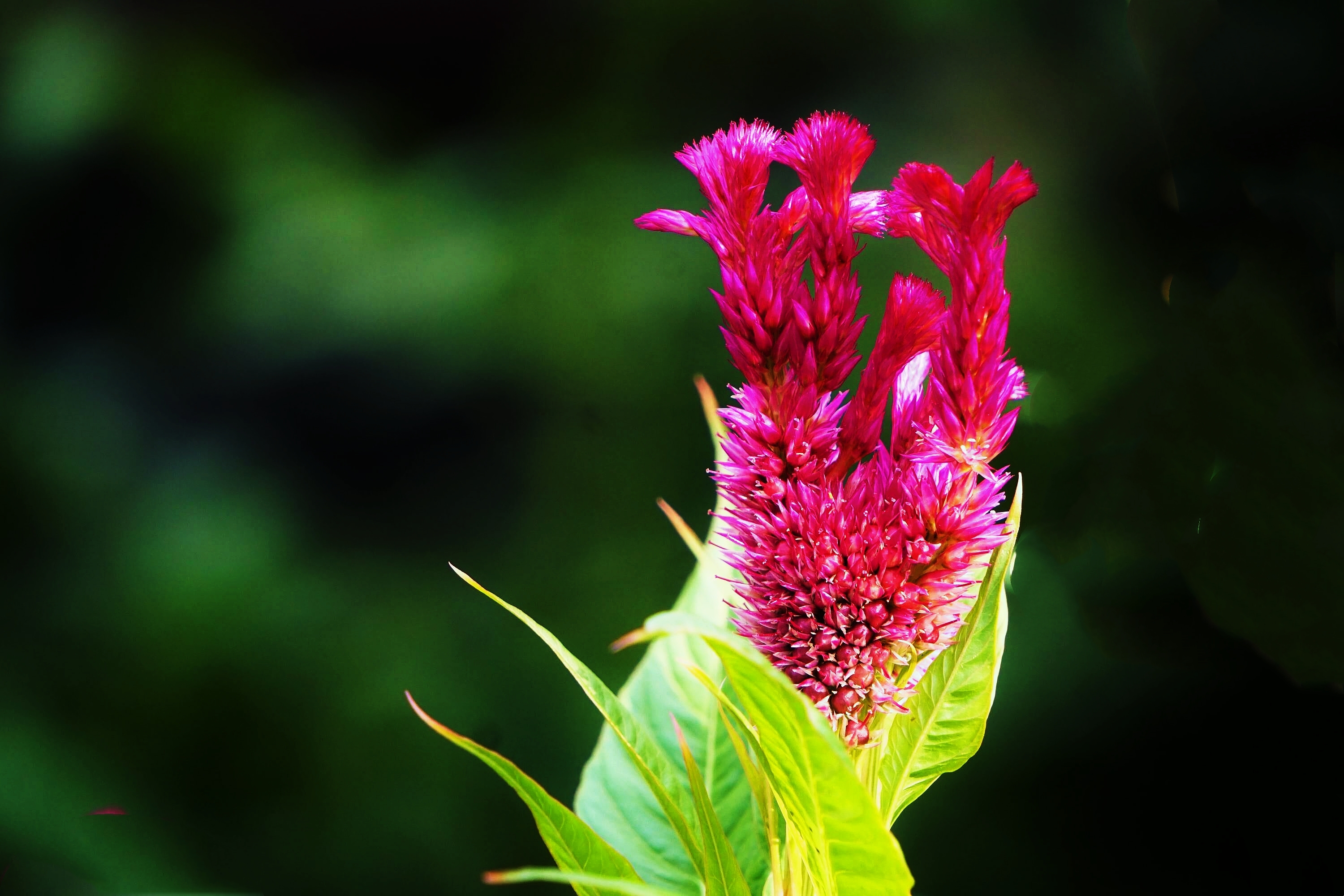 小雨初晴后 鸡冠早放花