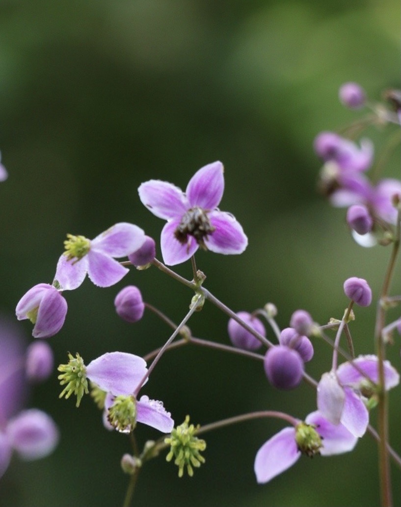 【首发】偏翅唐松草
