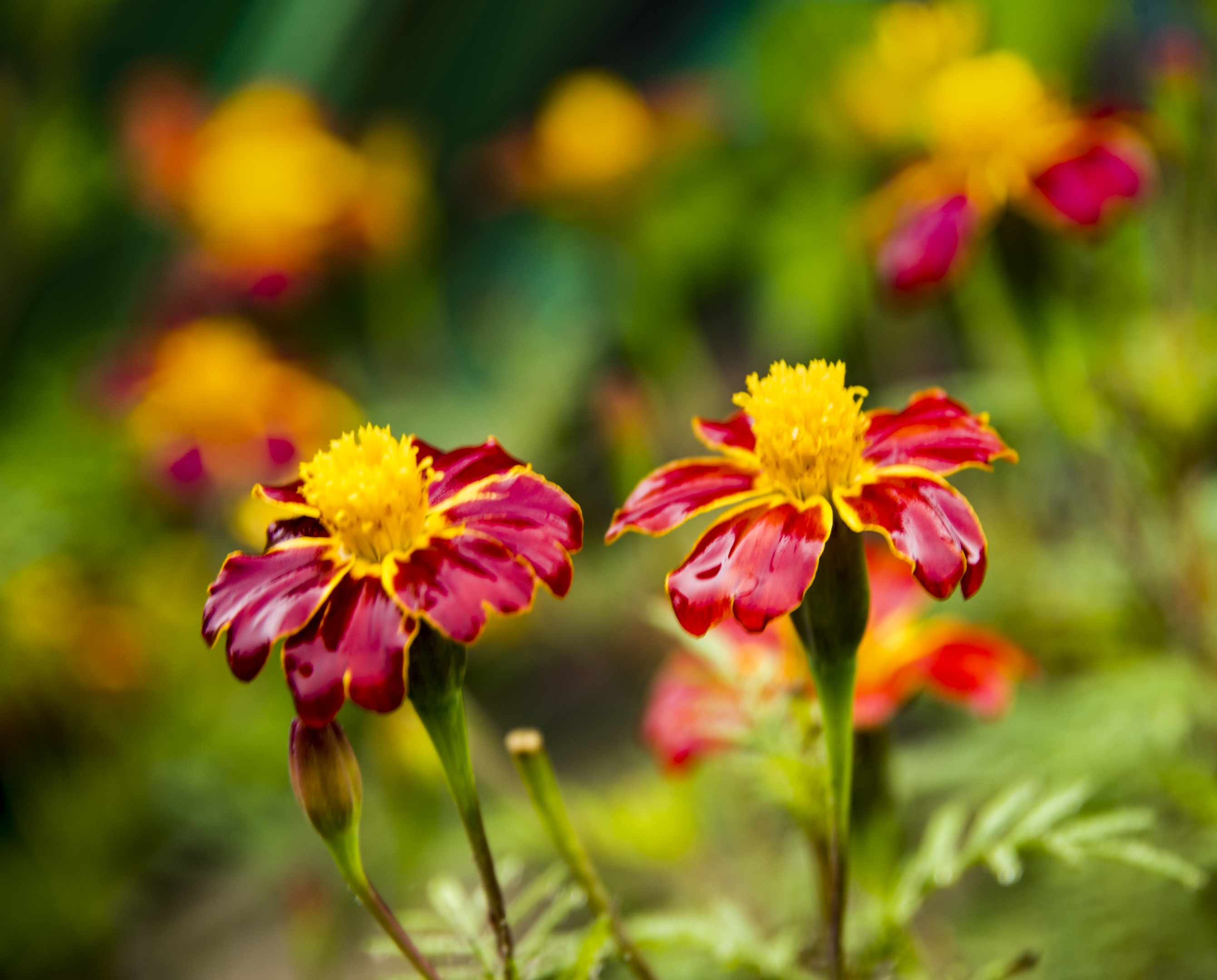 摇曳在雨中的孔雀草首发