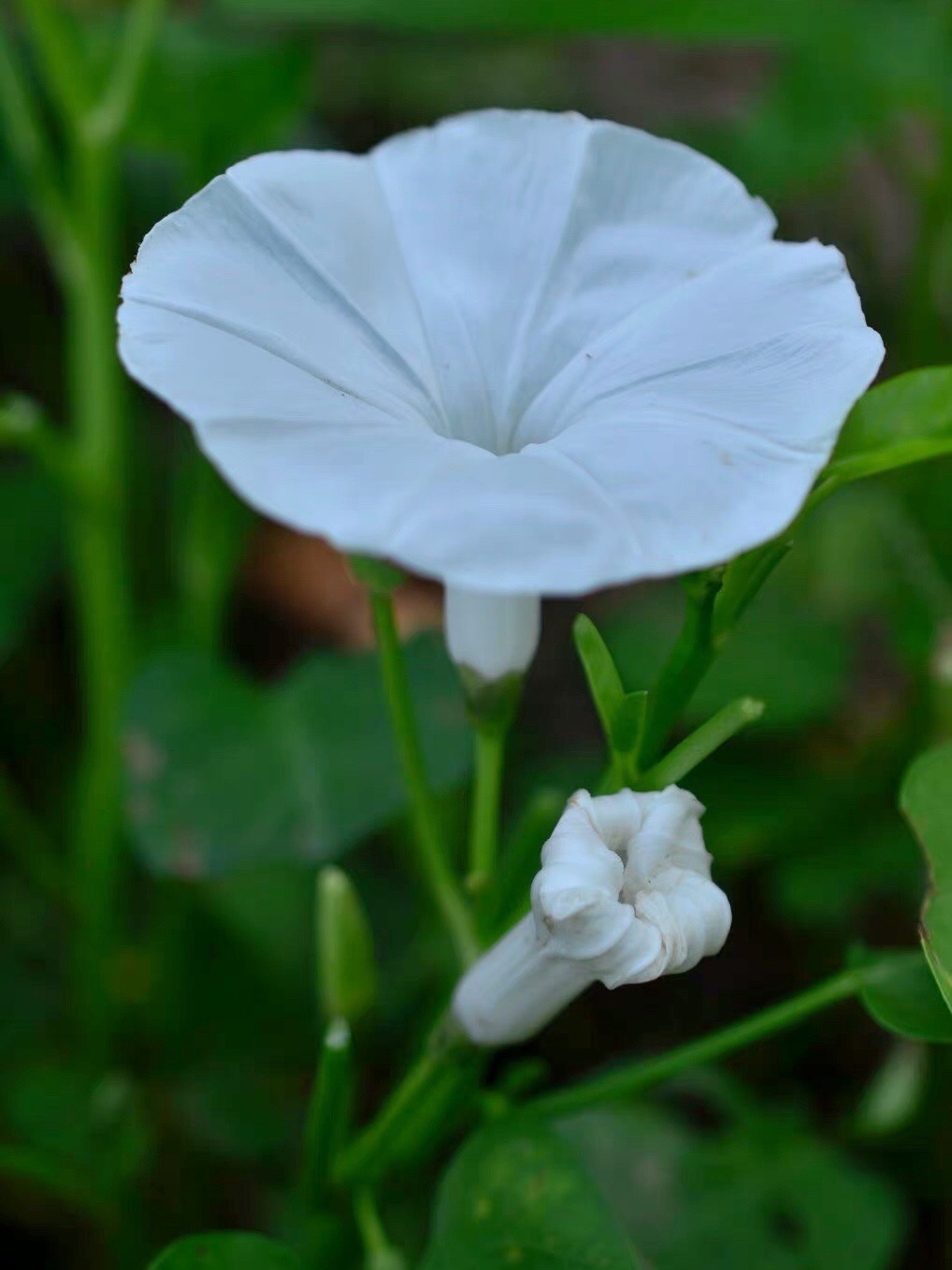 【首发】蕹菜花