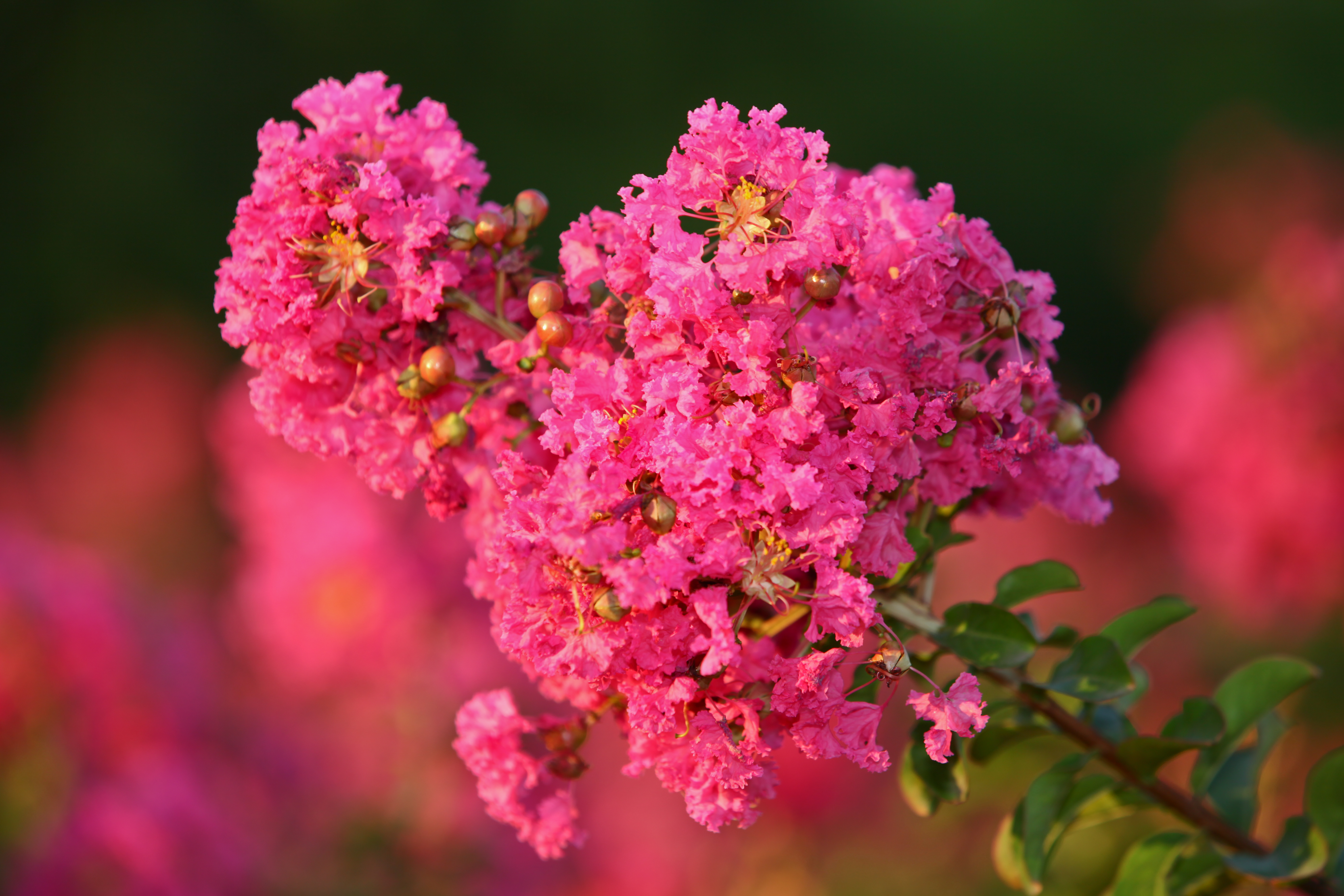 紫薇红一片,难挡回眸魅!