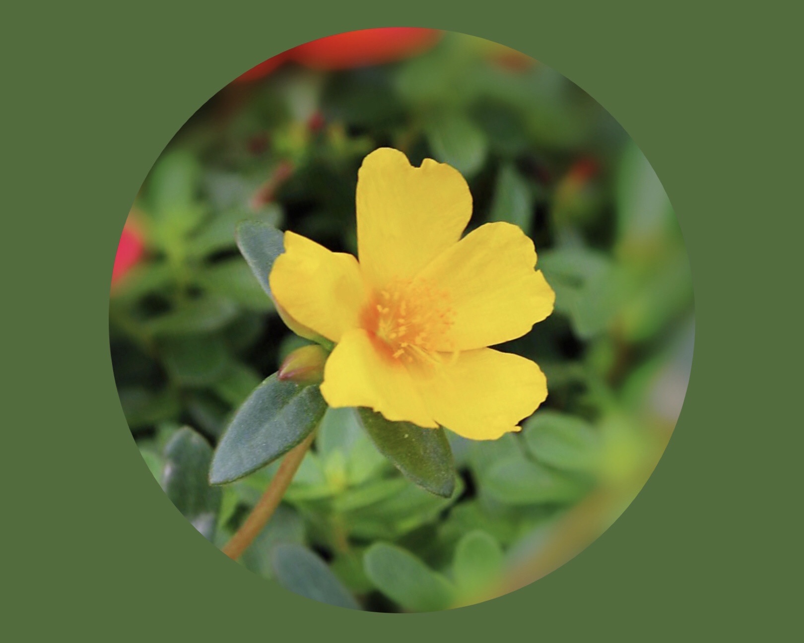 【首发】马齿笕花