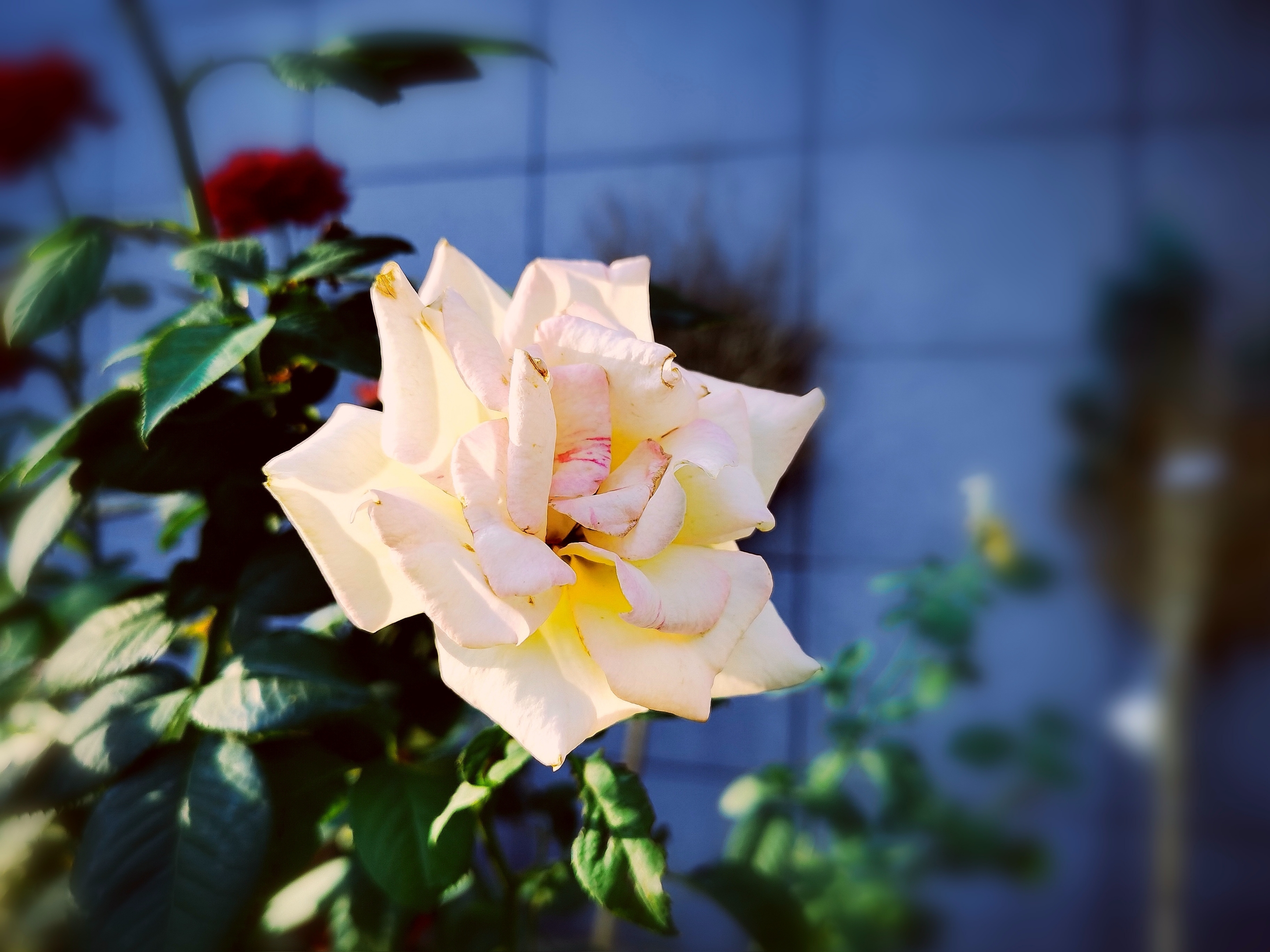 爱在浅秋—— 月季花〔首发