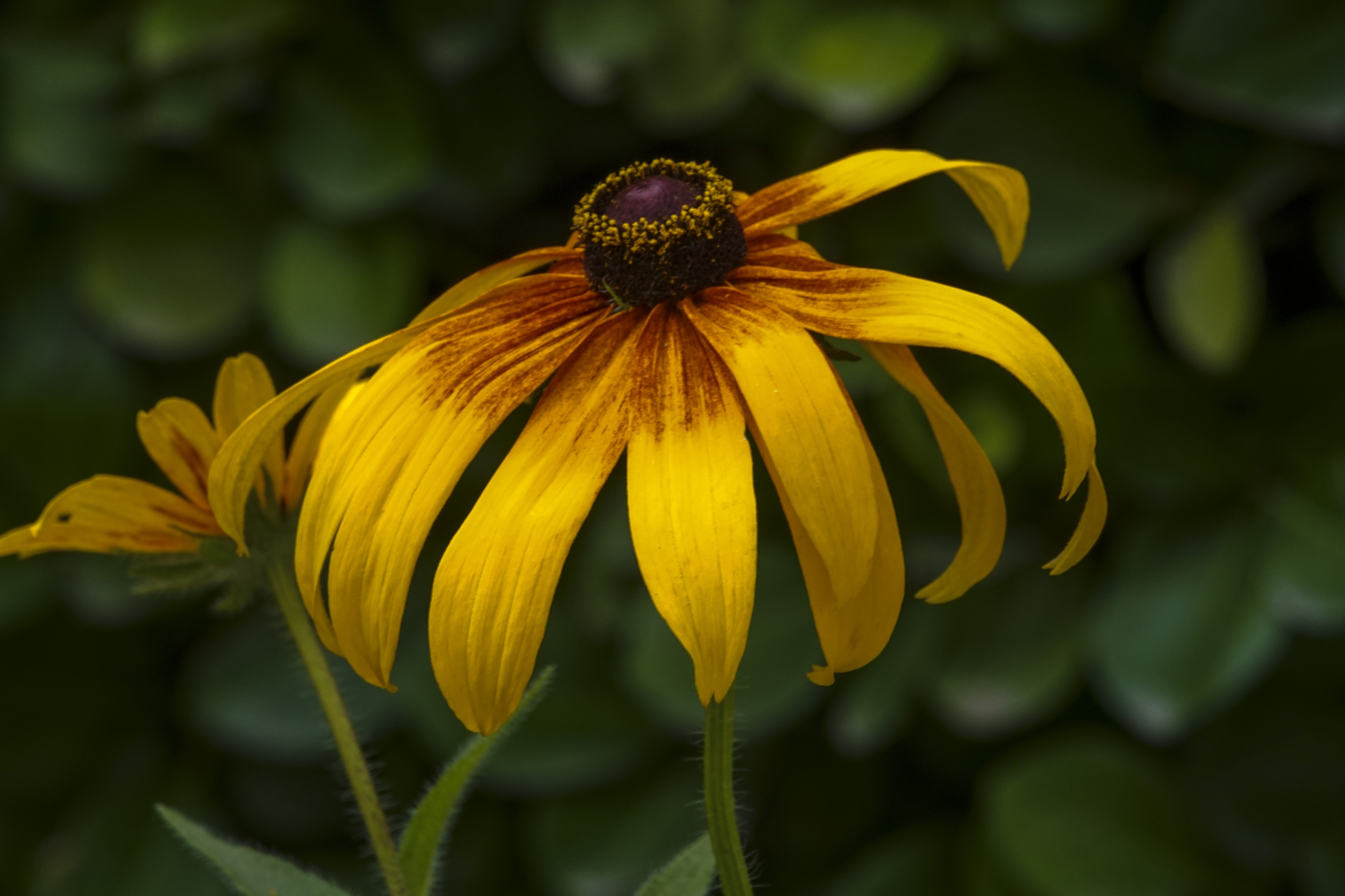 【首发】黑心菊(十二)