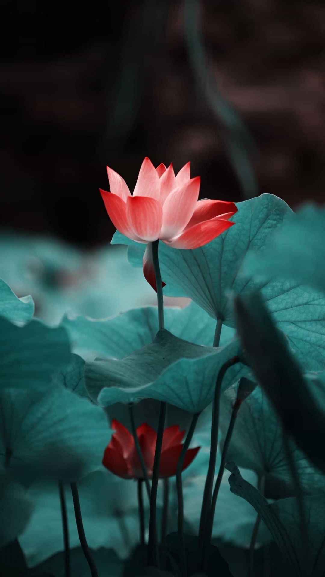 荷叶铺水面惬意满人间