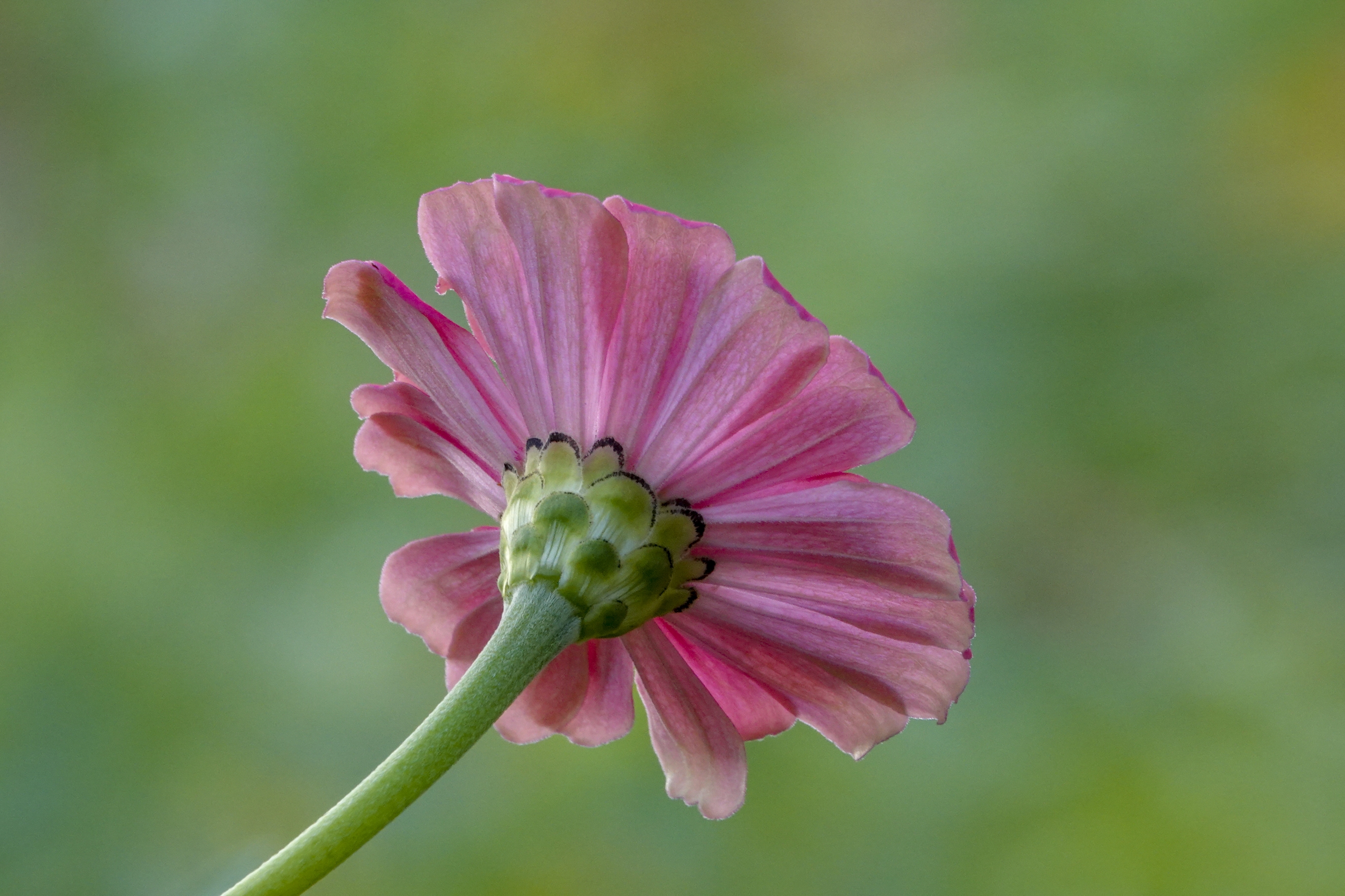 【首发】百日菊(11)