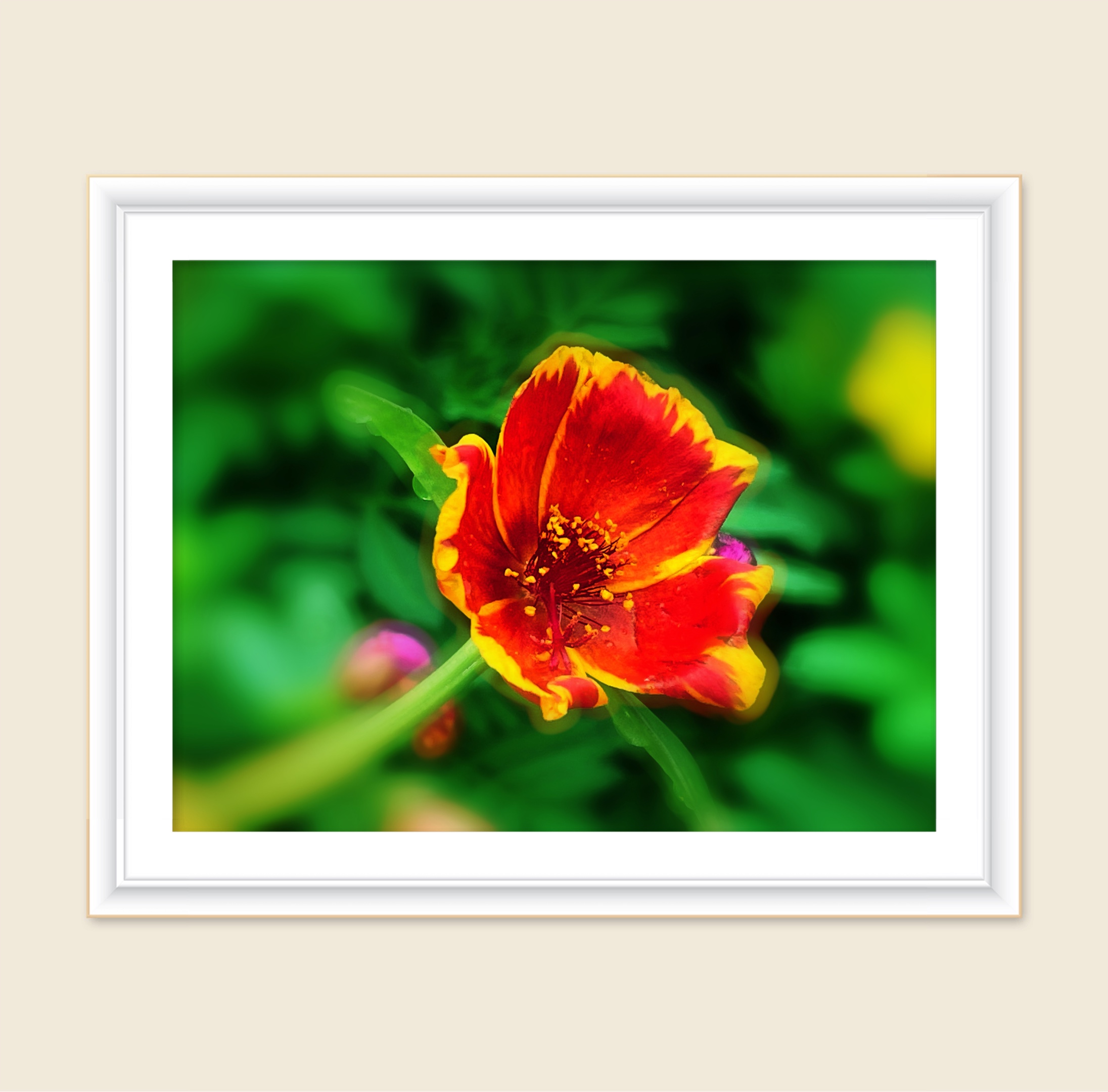 【首发】午时花