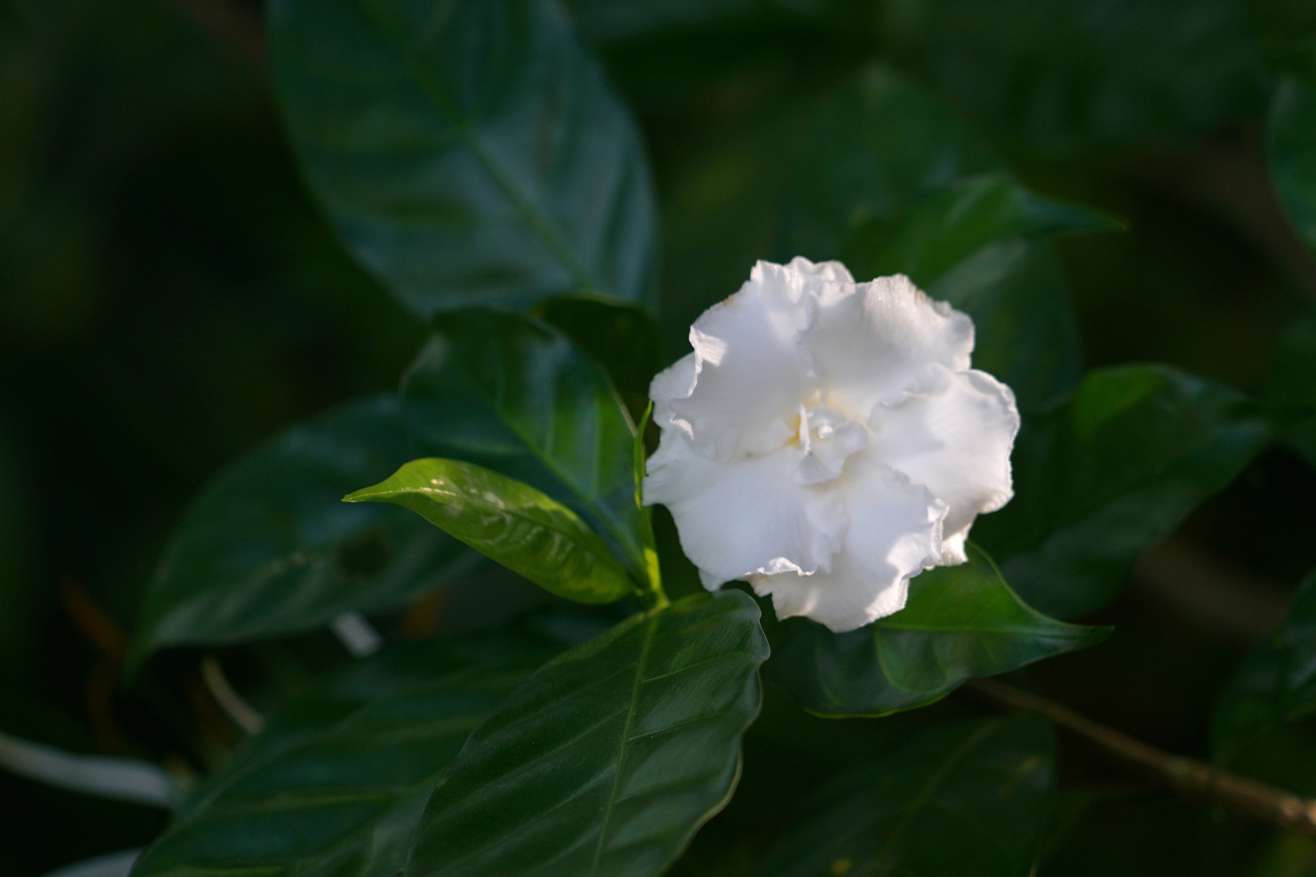 狗牙花(狗牙花是丁香花吗?)