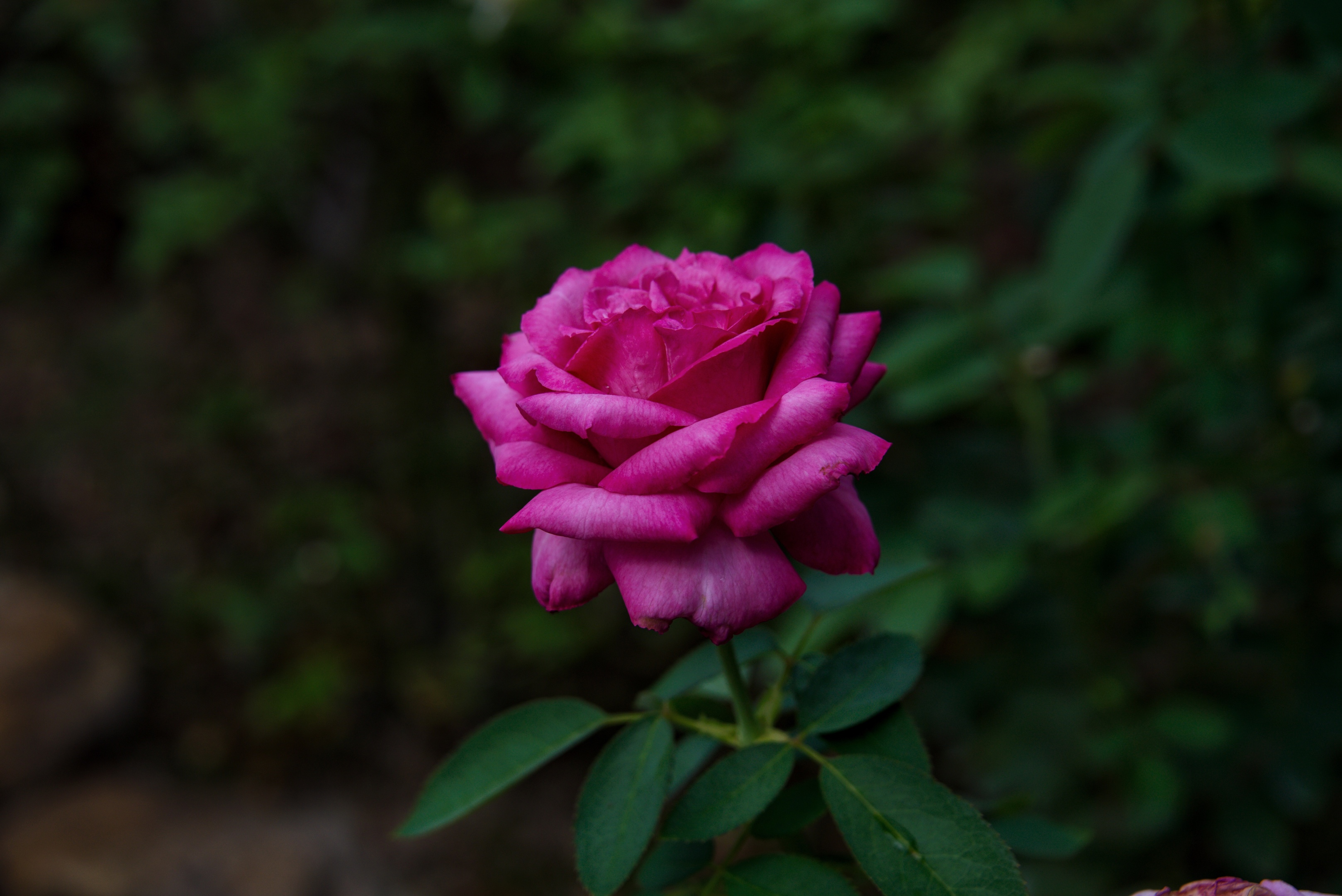 星星点点的月季花(首发)