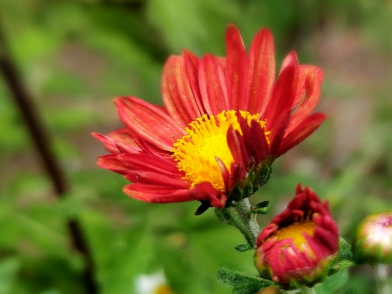 紅菊花【首發】