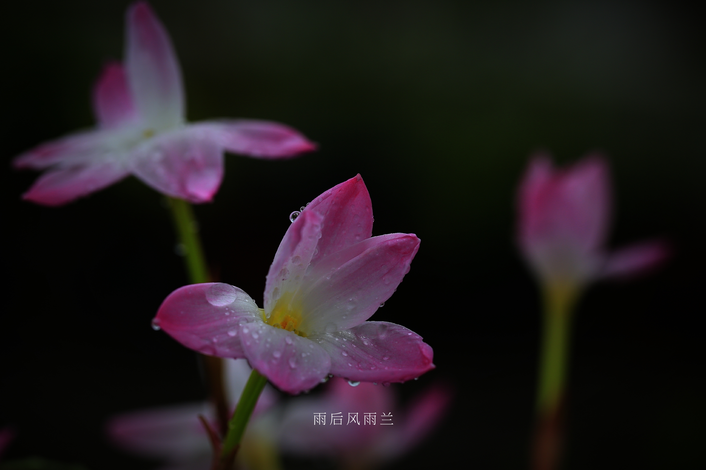 【首发】雨后风雨兰(六)