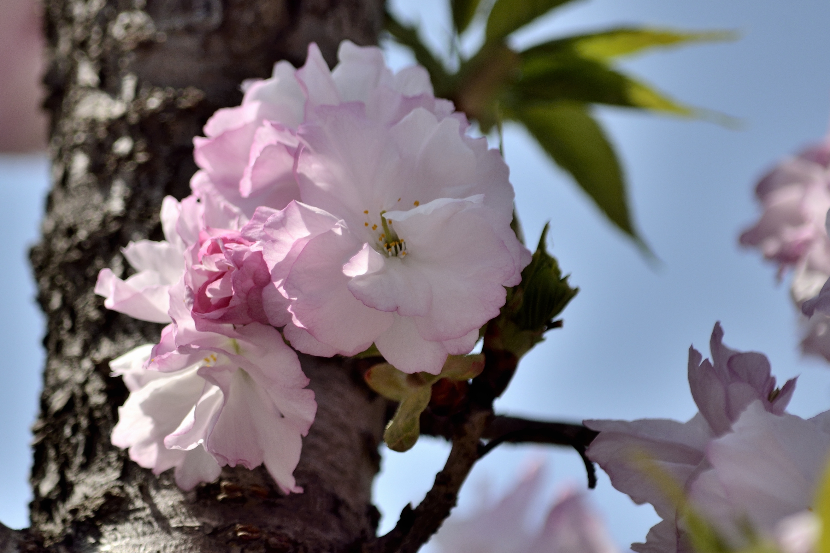 樱花系列一福禄寿樱花(首发)