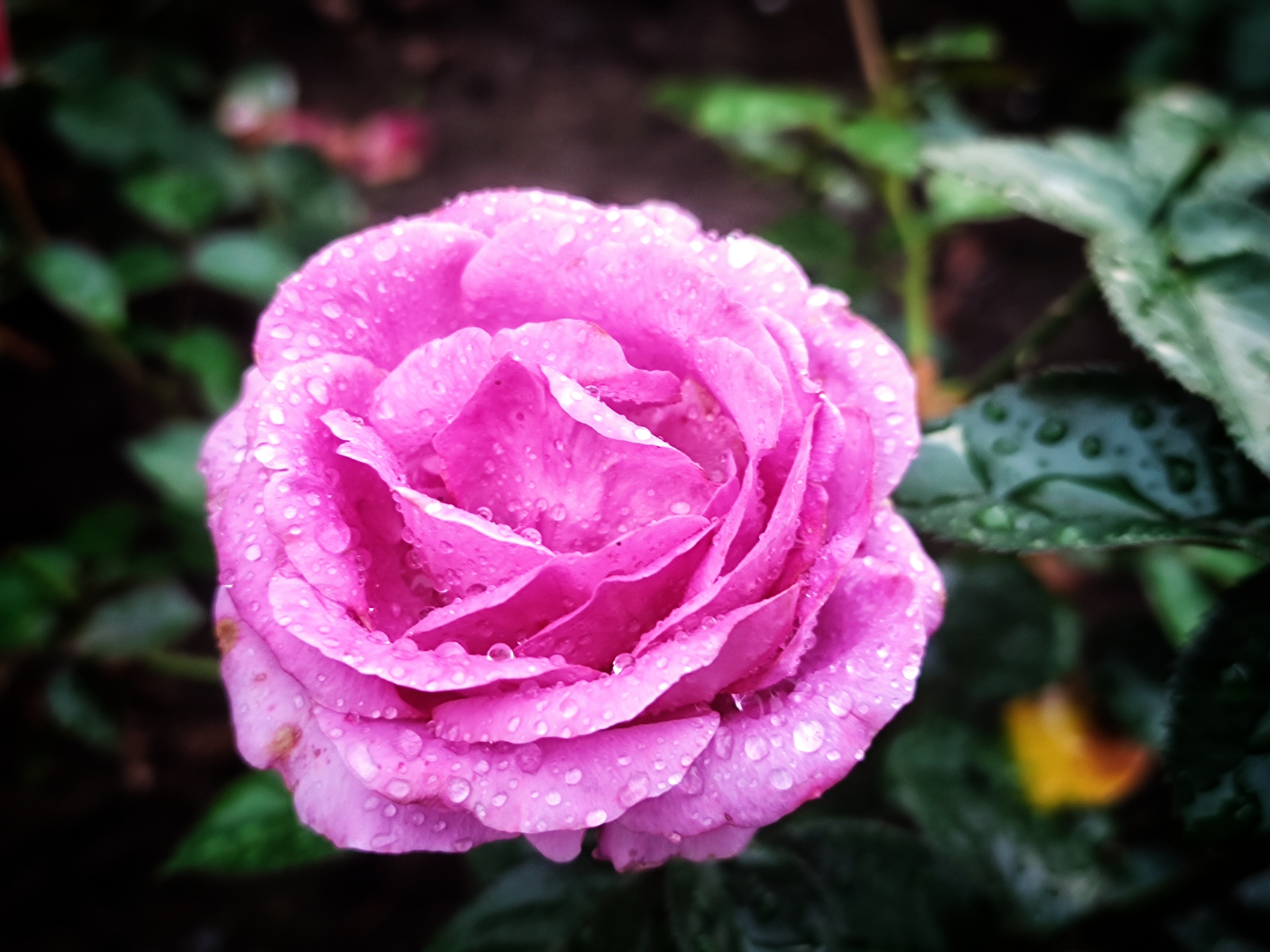 枝头挺立香月季(原创首发)