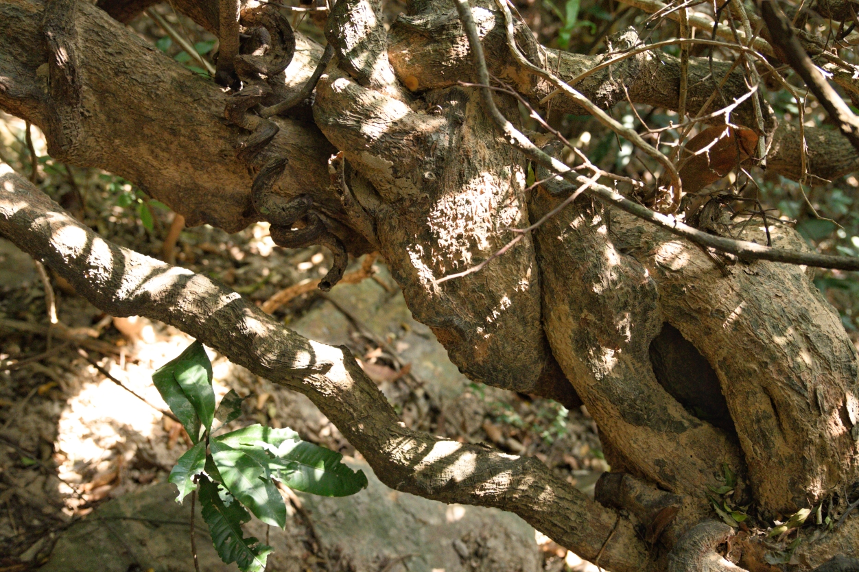 过江龙枝杆向四处延伸爬到别的树梢上结果,形似豆角.