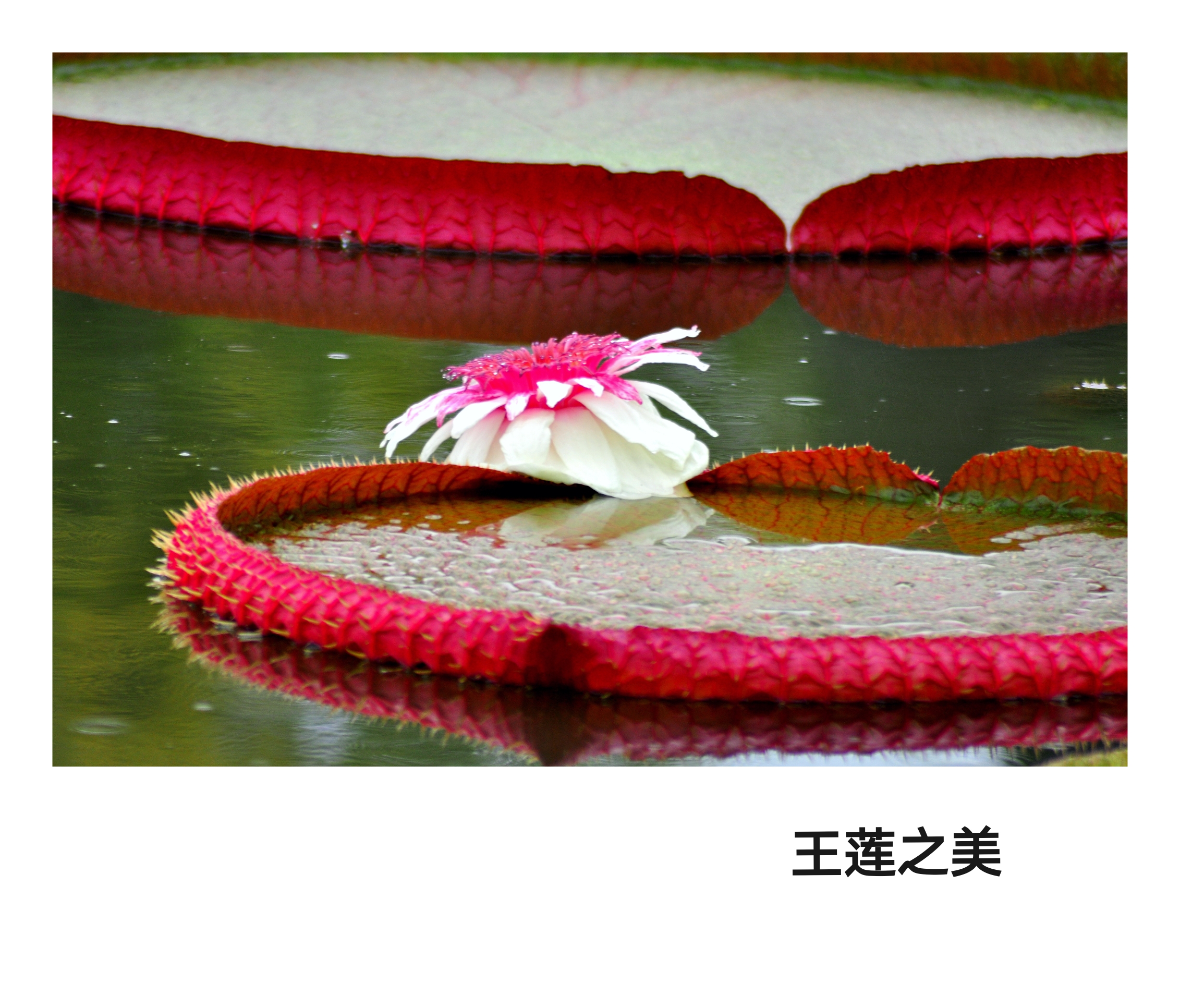 王莲的花语:女子为王,巾帼不让须眉.